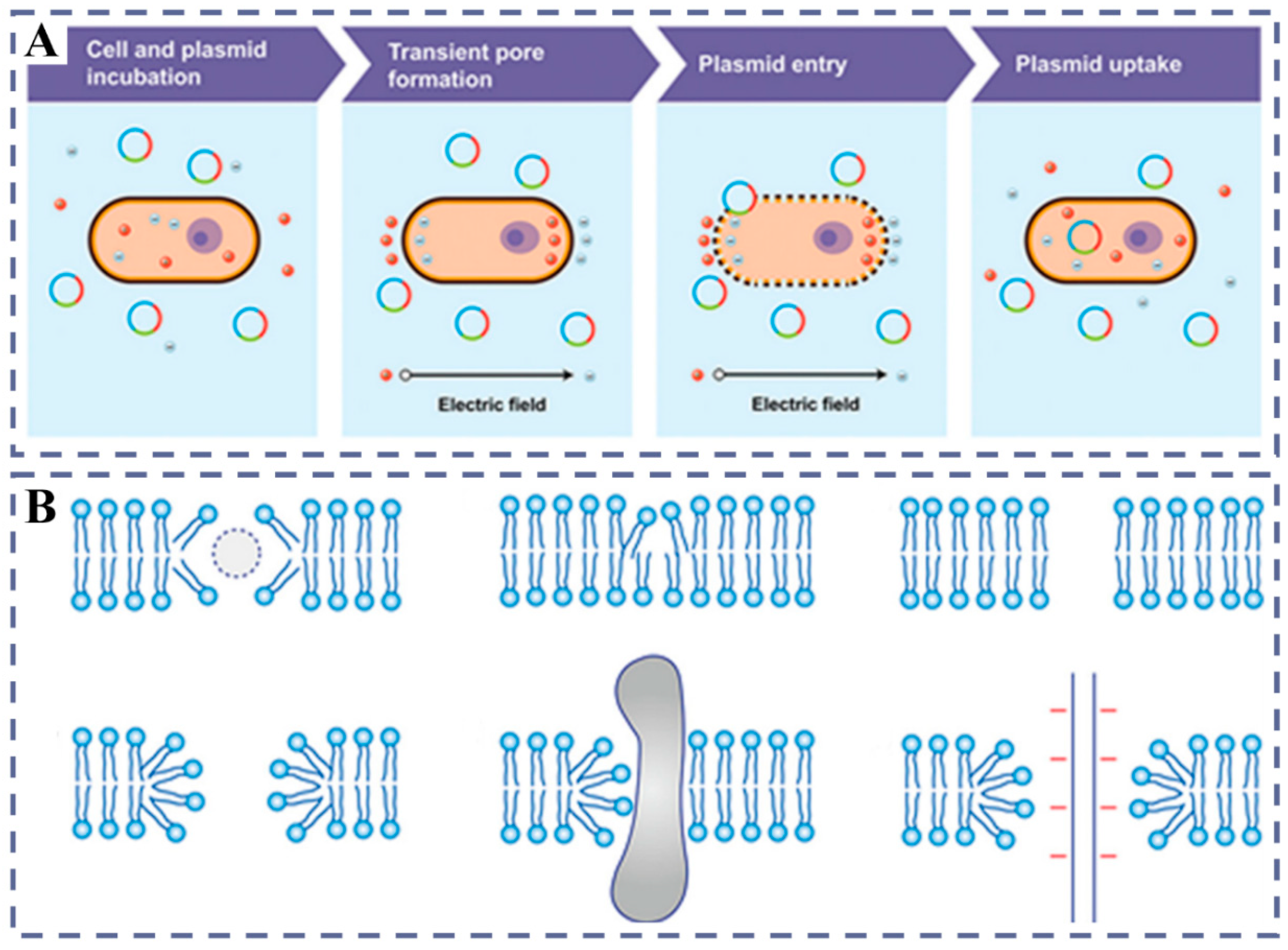 Plants 14 03625 g002