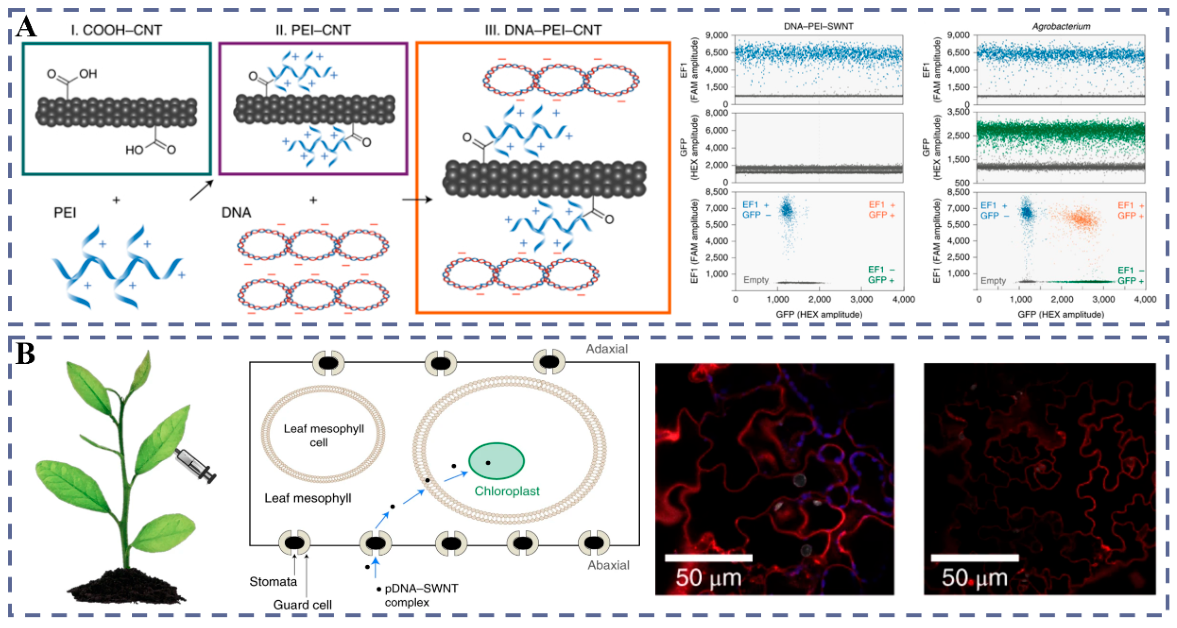 Plants 14 03625 g005