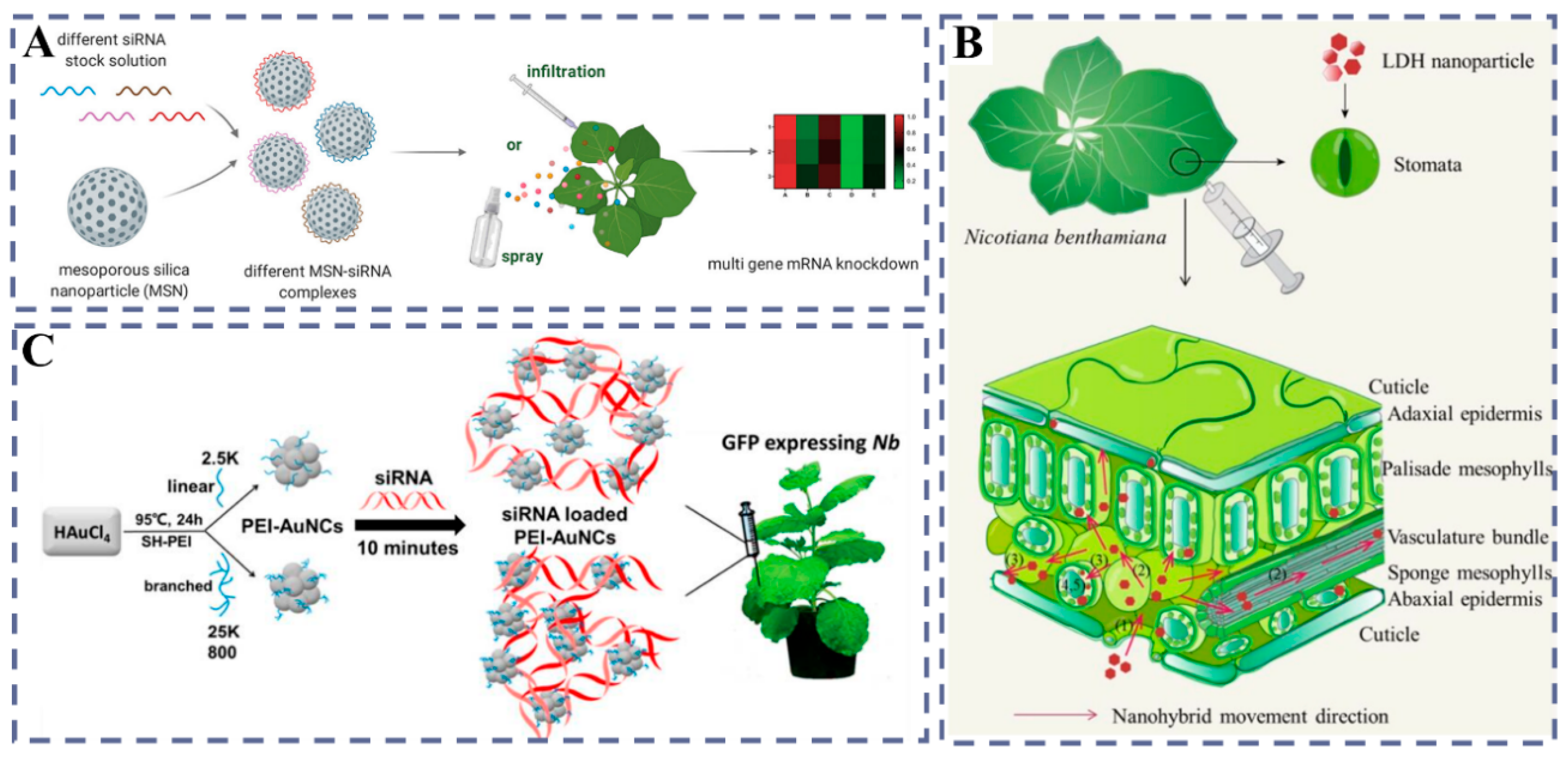 Plants 14 03625 g006