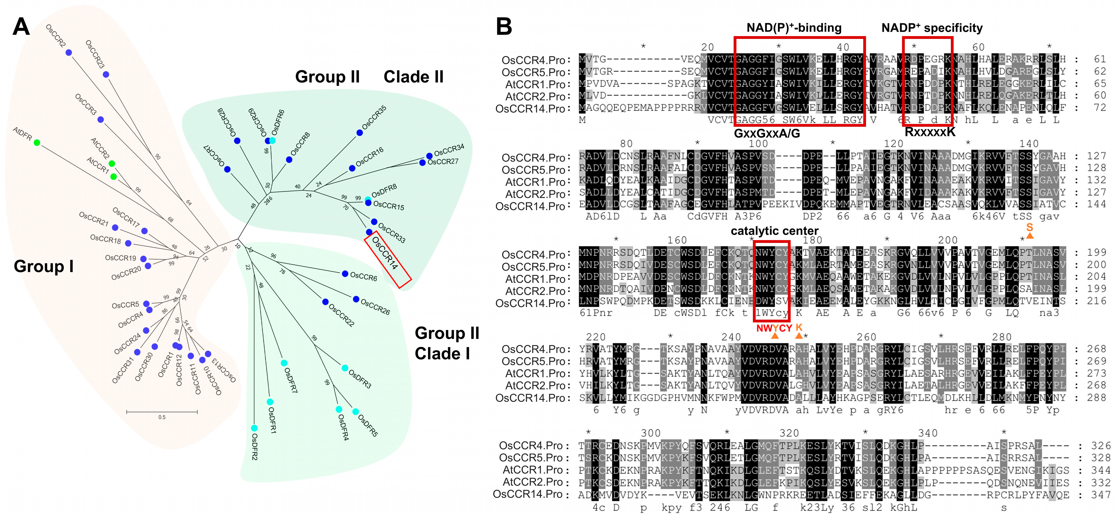 Plants 14 03626 g001 Plants 14 03626 g001