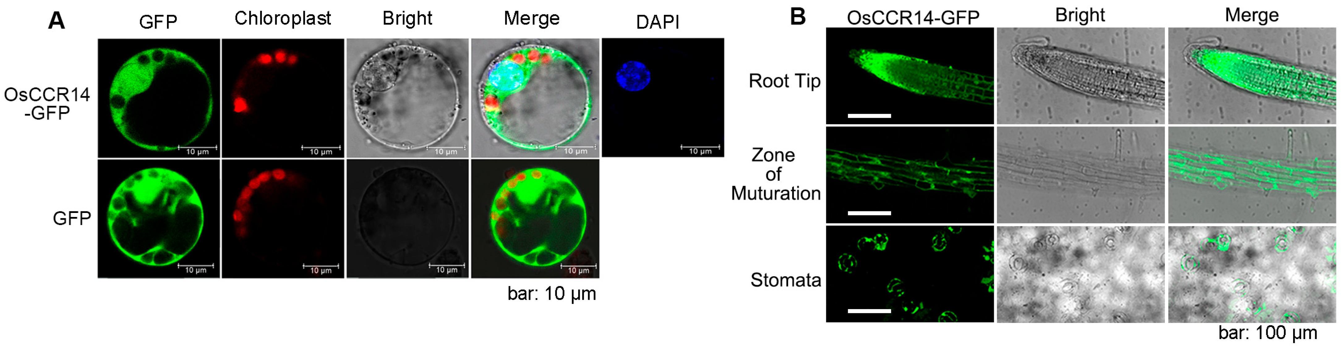 Plants 14 03626 g003 Plants 14 03626 g003