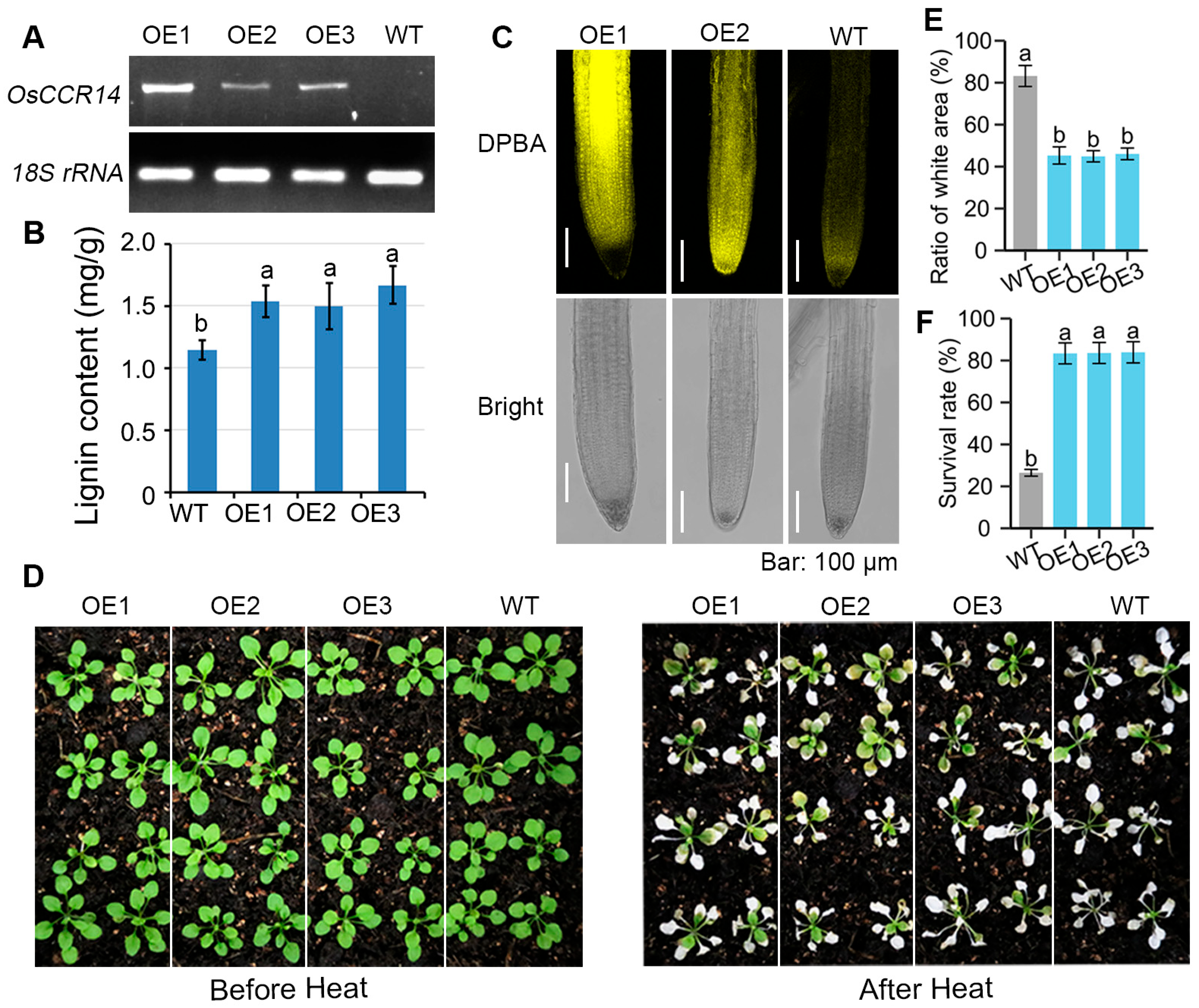 Plants 14 03626 g004 Plants 14 03626 g004