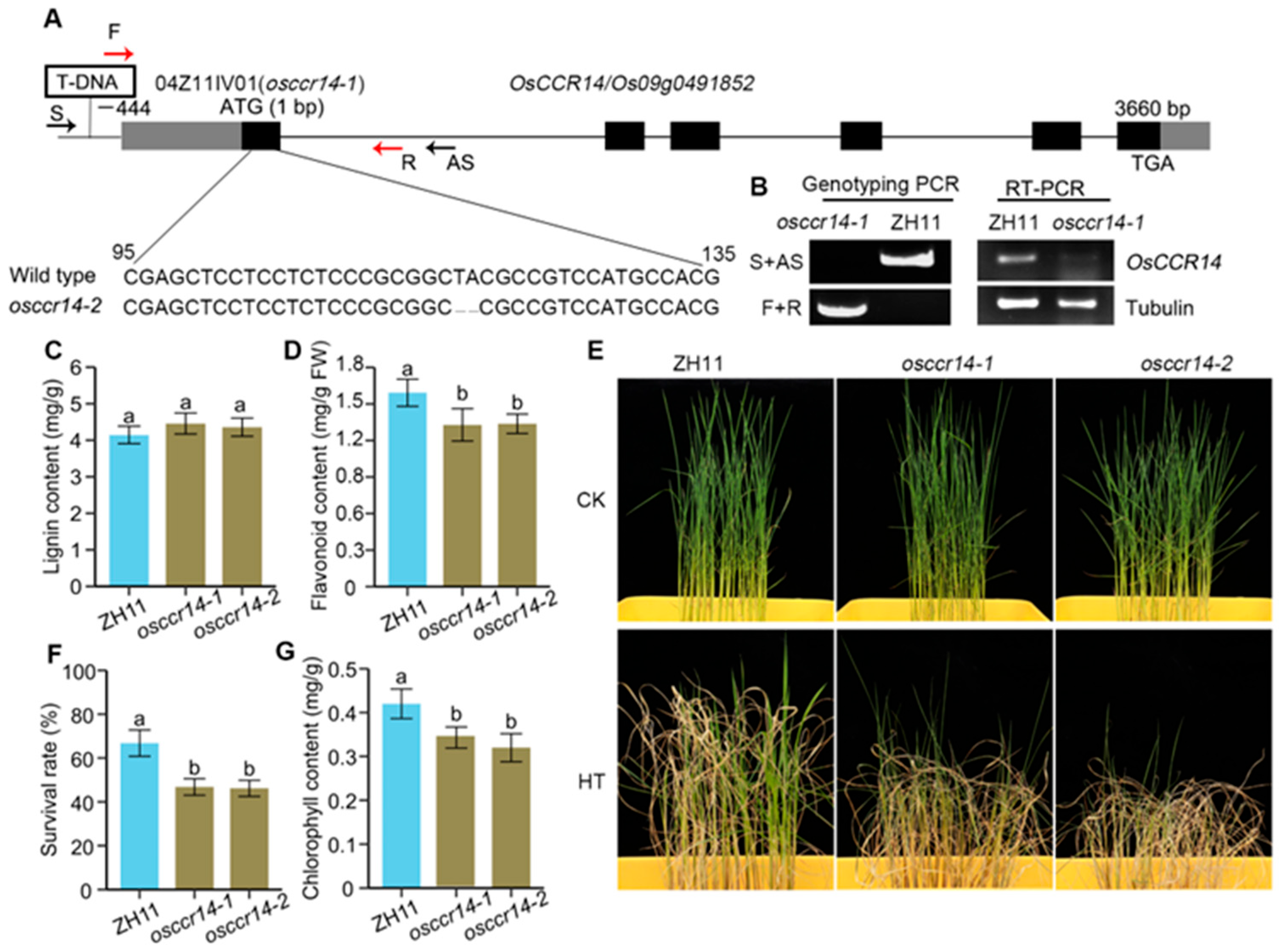Plants 14 03626 g005 Plants 14 03626 g005