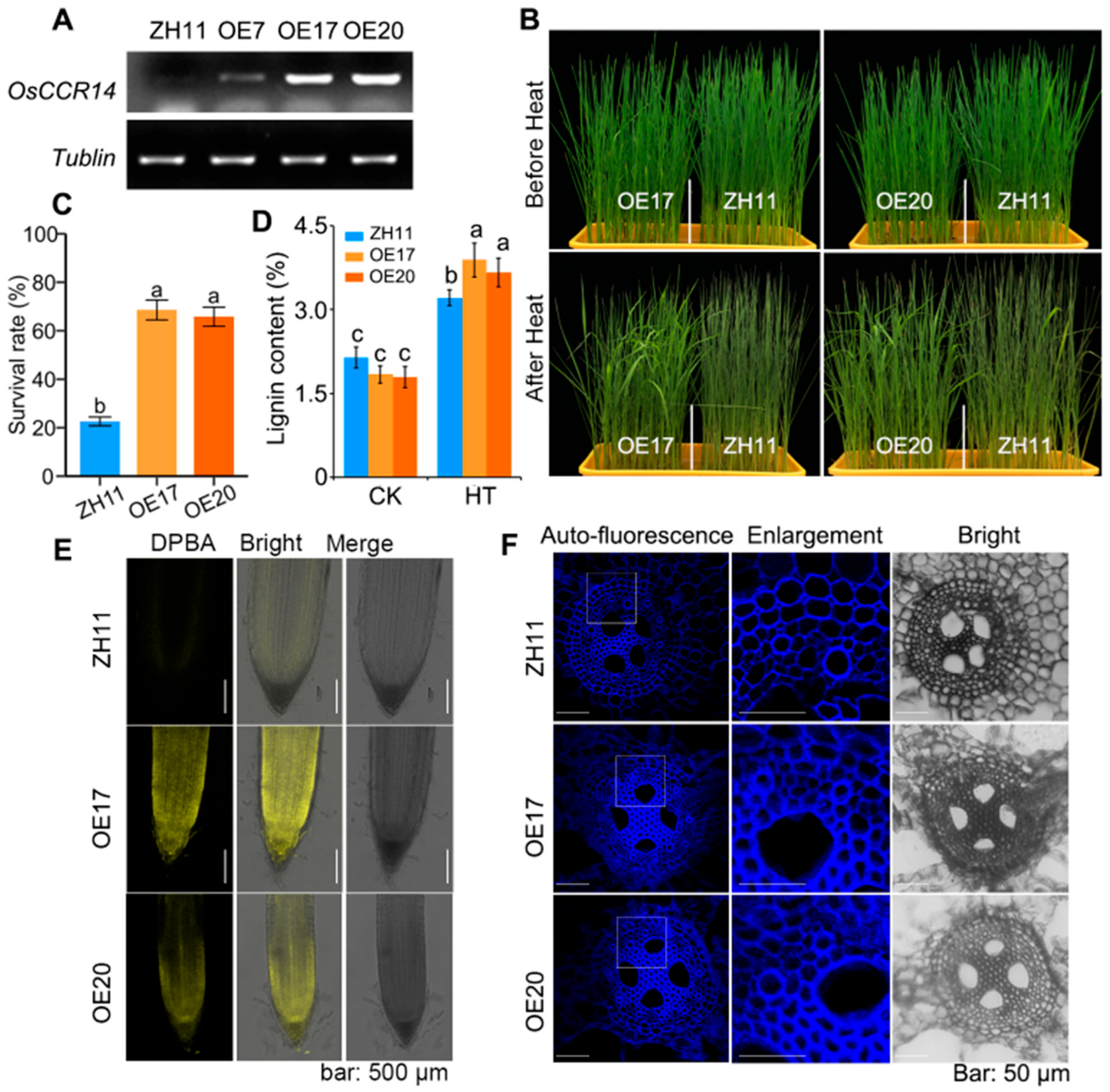 Plants 14 03626 g006 Plants 14 03626 g006