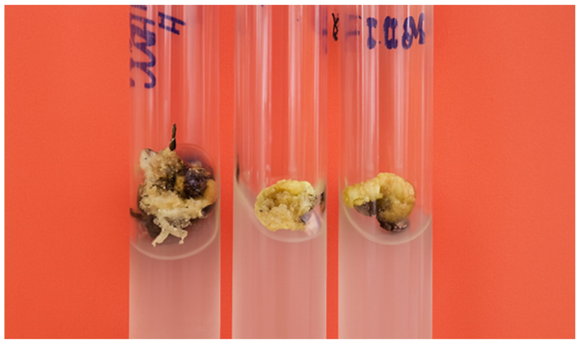 Plants 14 03627 g001