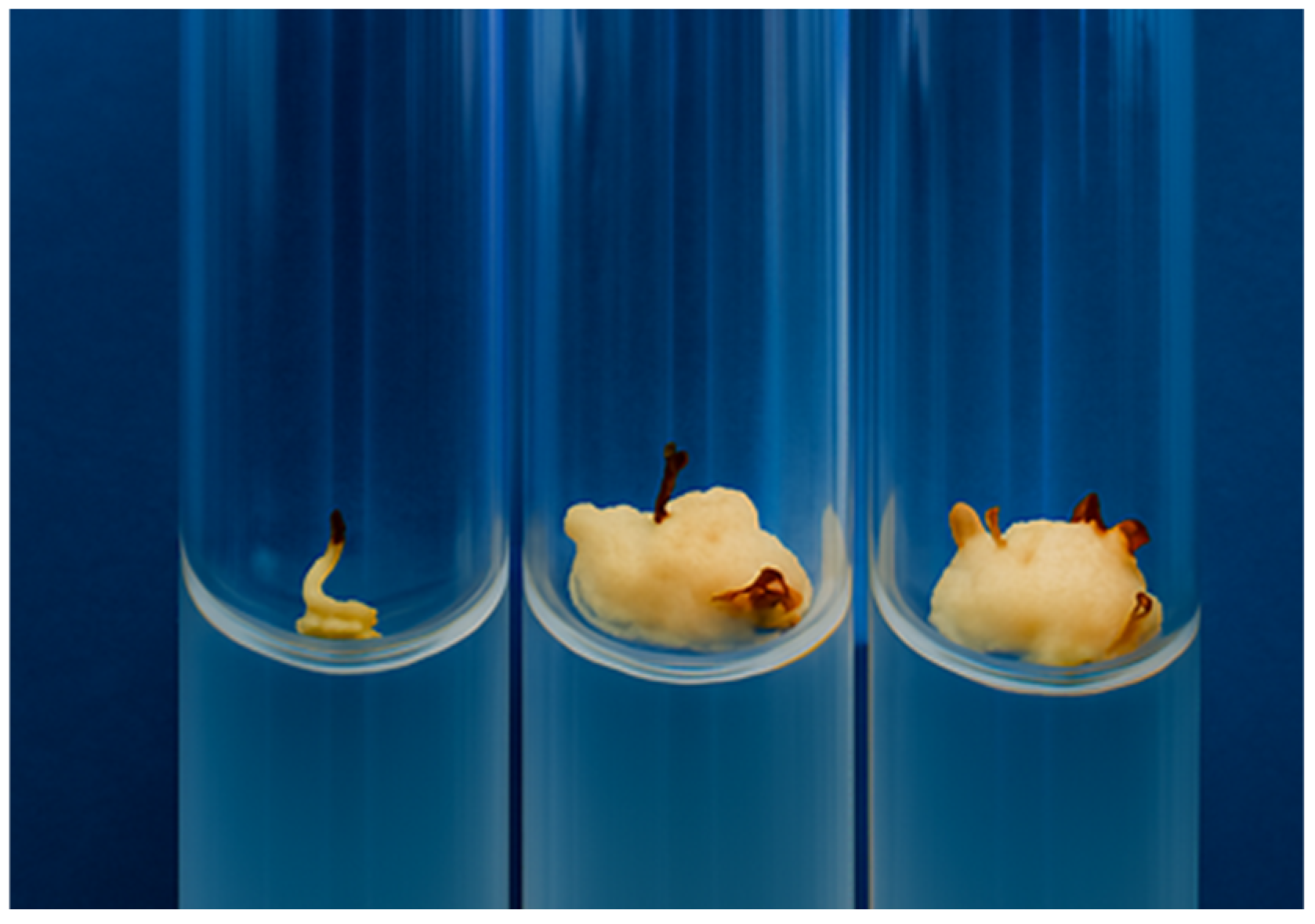 Plants 14 03627 g002