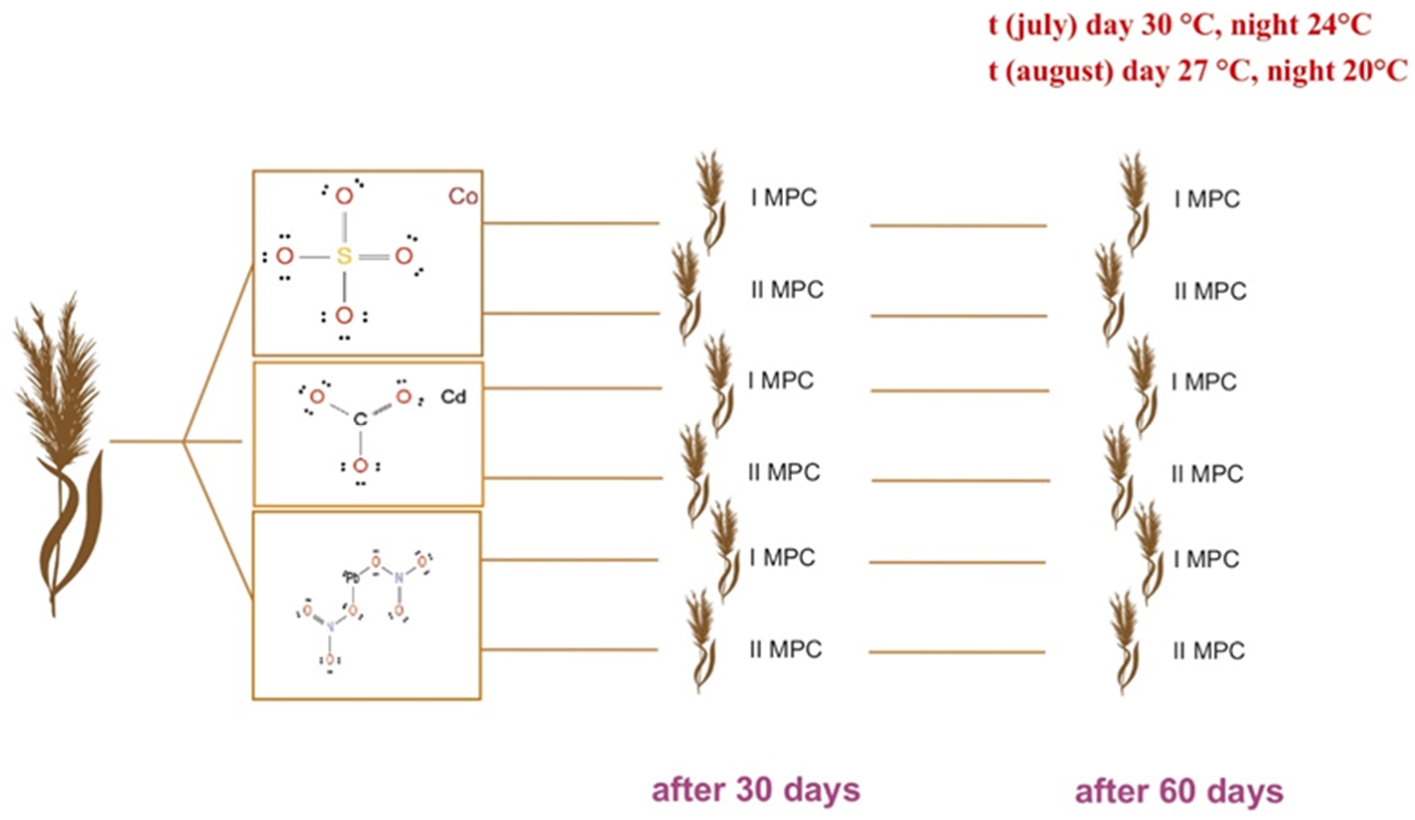 Plants 14 03627 g008