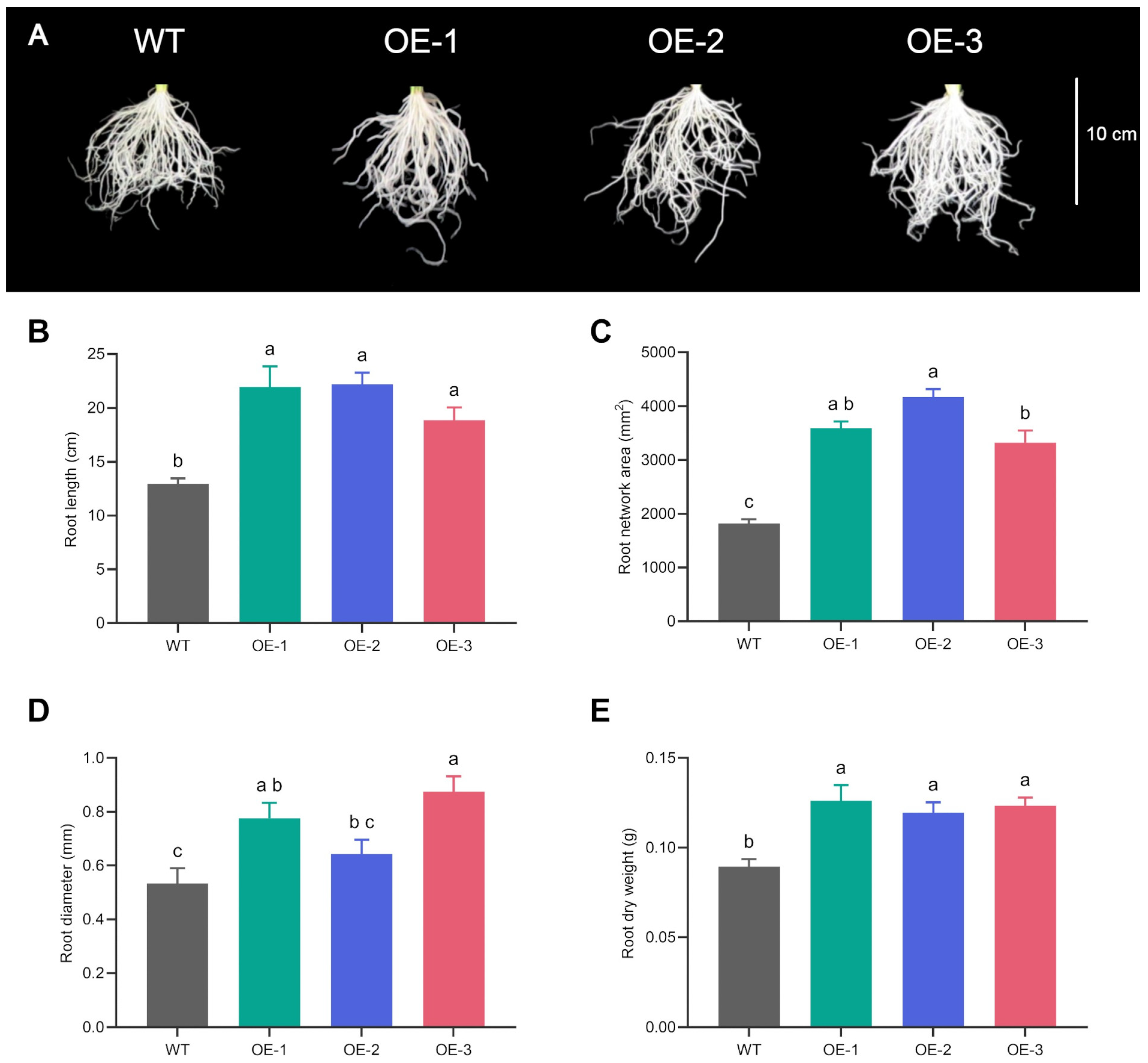 Plants 14 03628 g002