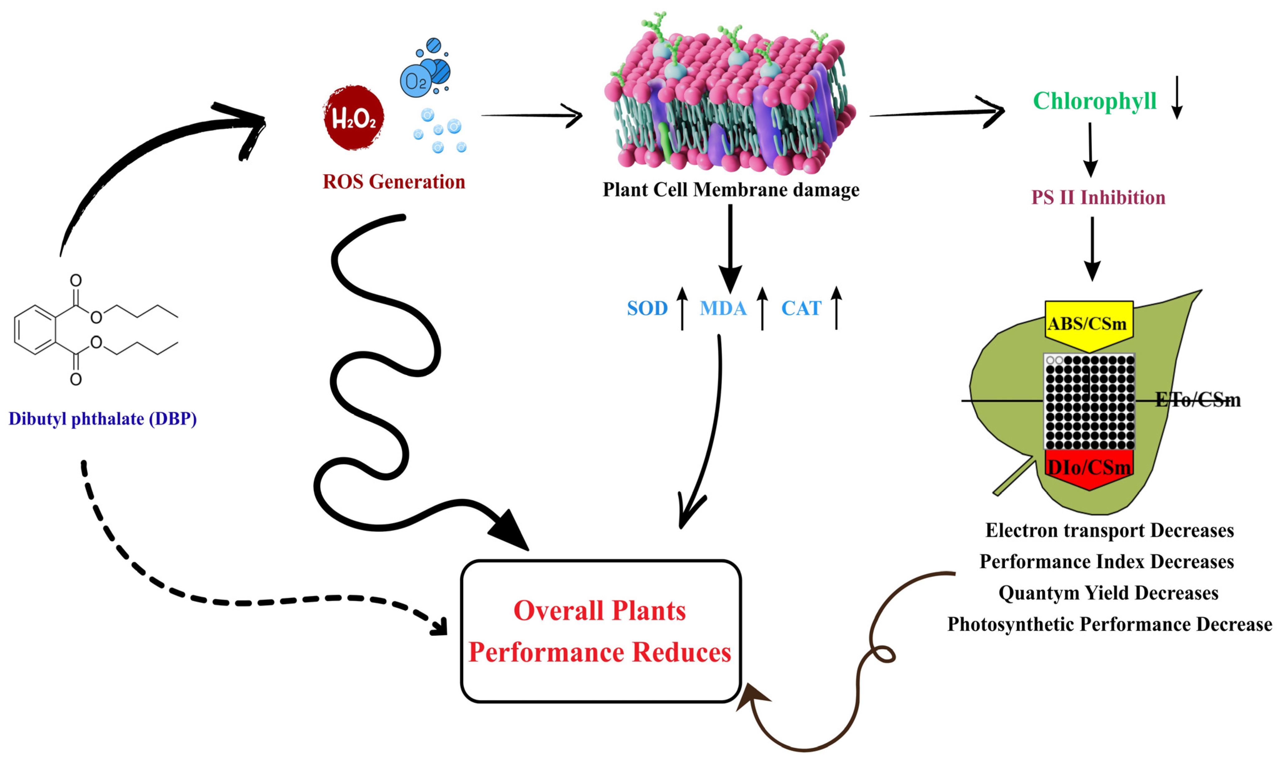 Plants 14 03629 g012