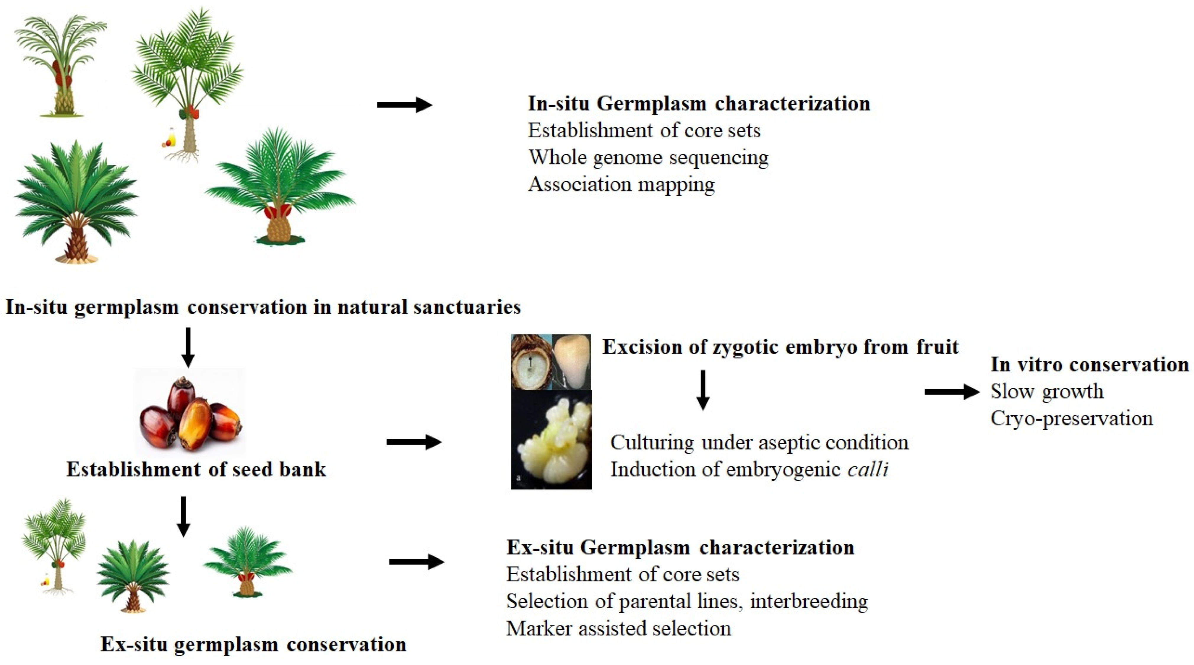 Plants 14 03631 g001