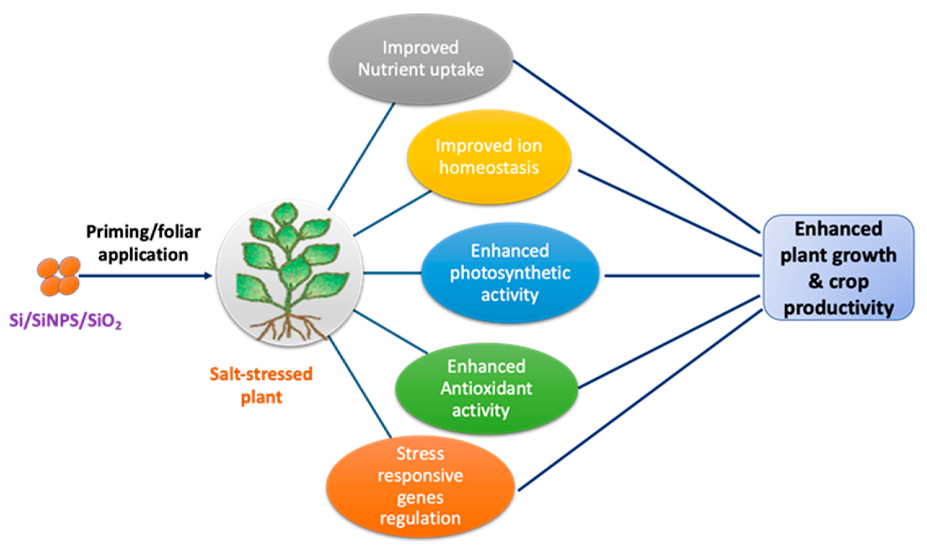 Plants 14 03632 g001