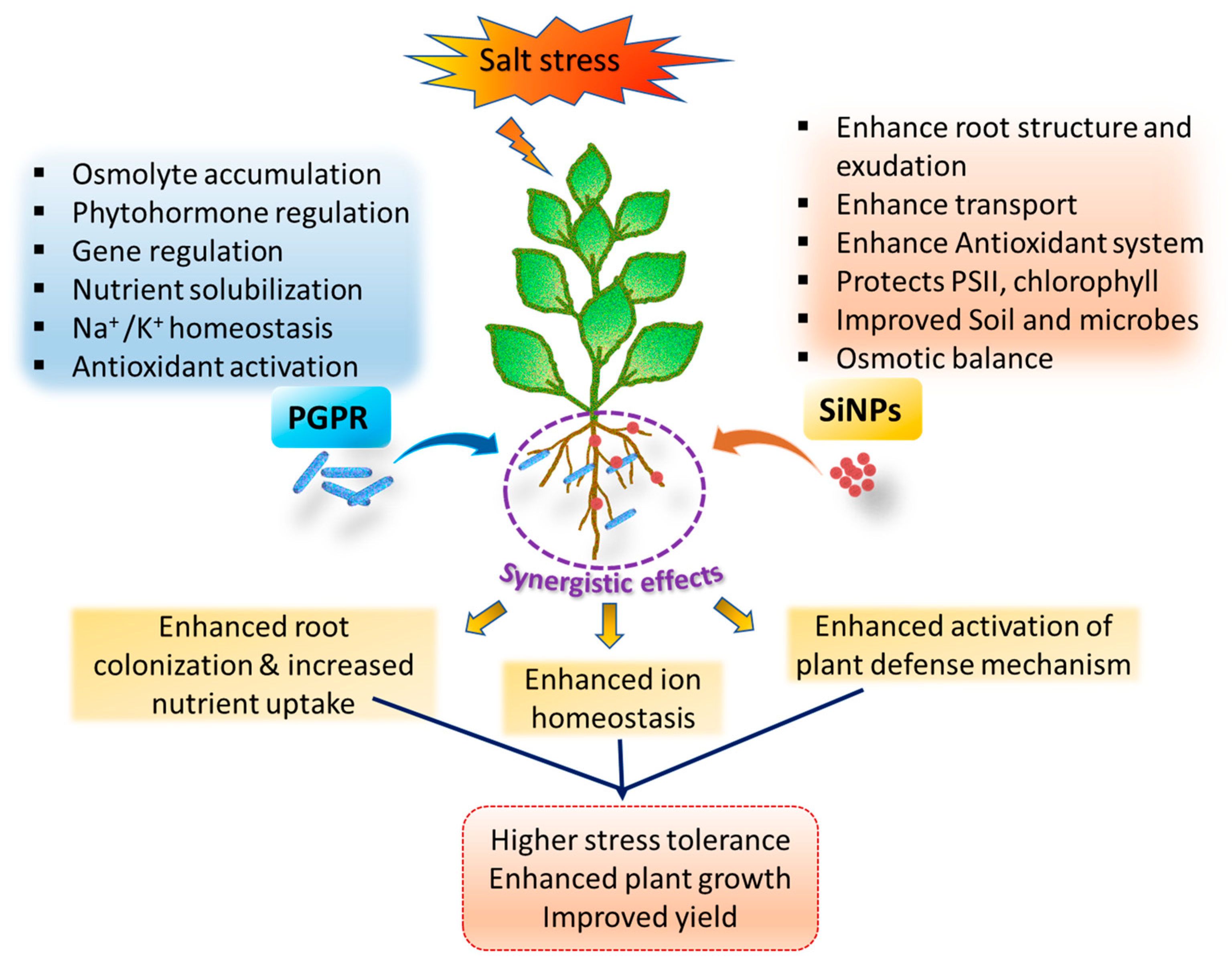Plants 14 03632 g003