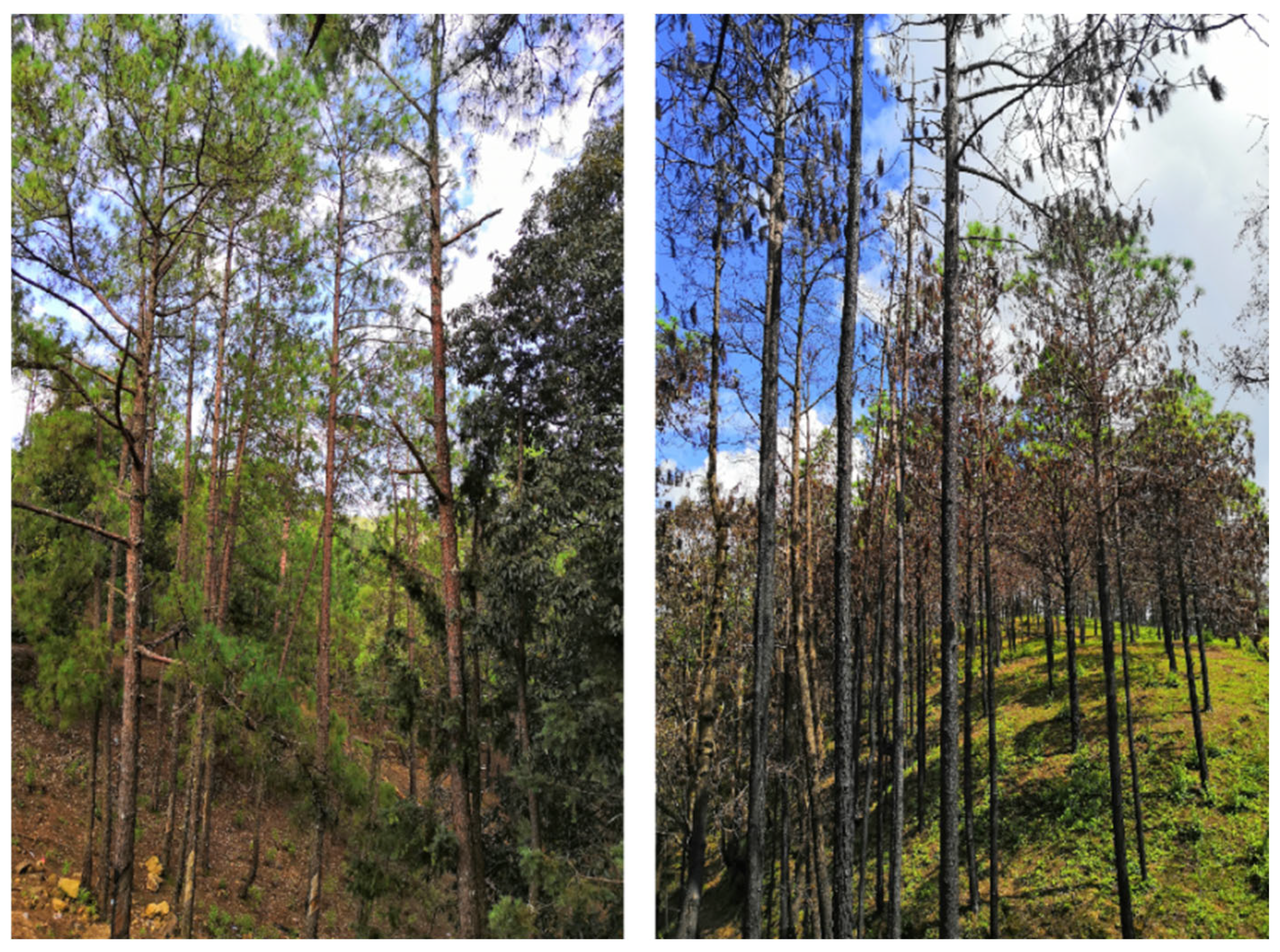 Plants 14 03637 g003