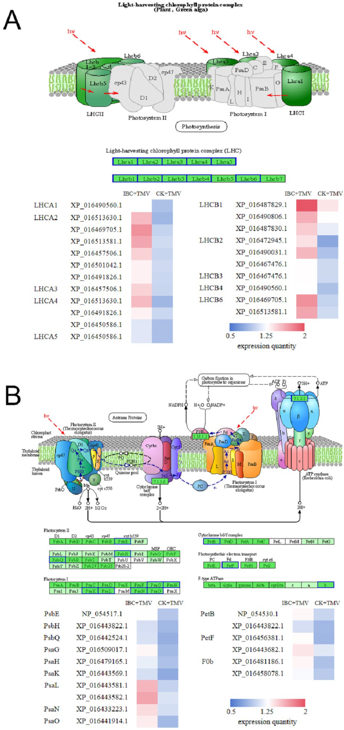 Plants 14 03638 g005