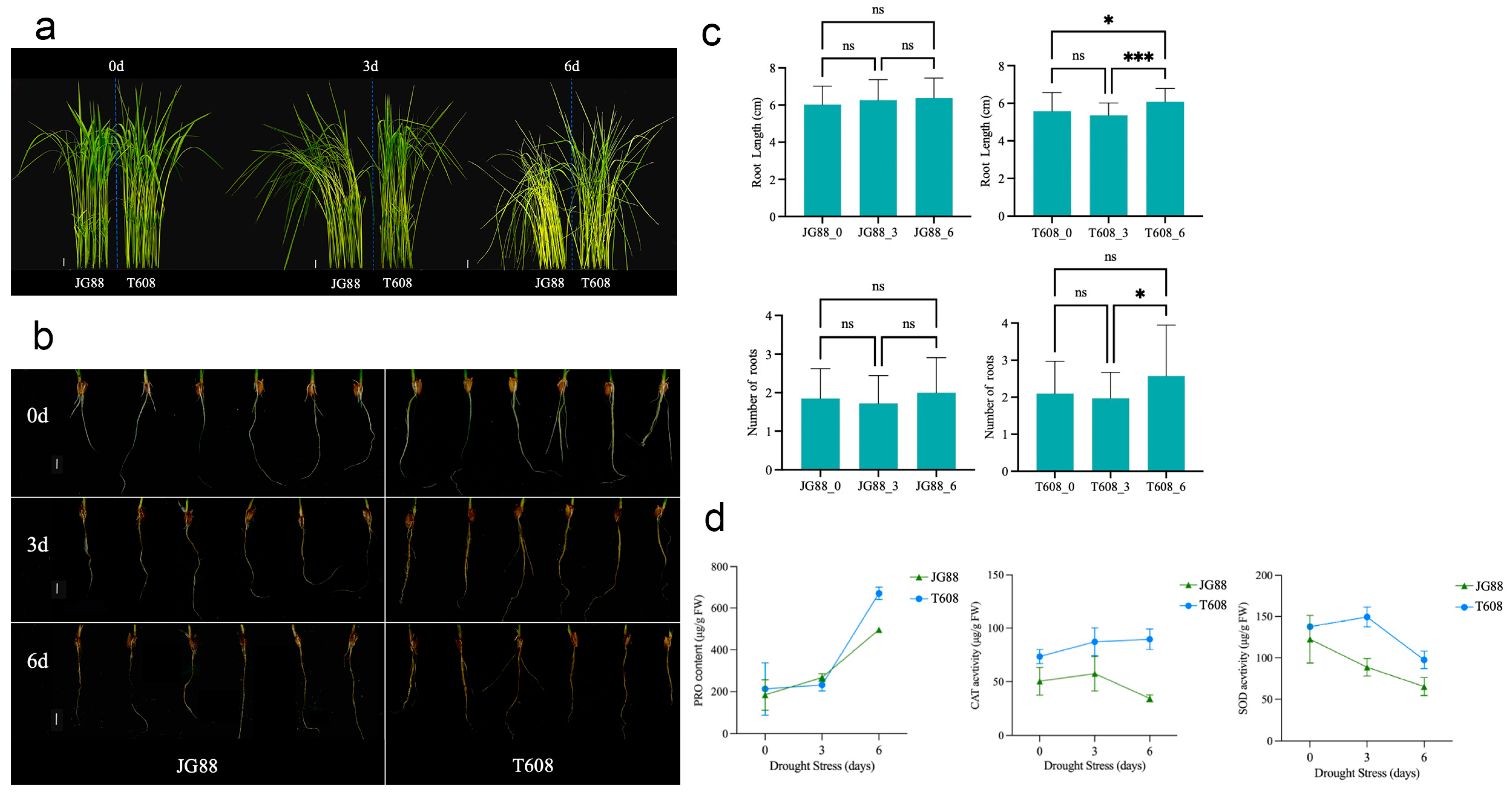 Plants 14 03645 g005 Plants 14 03645 g005