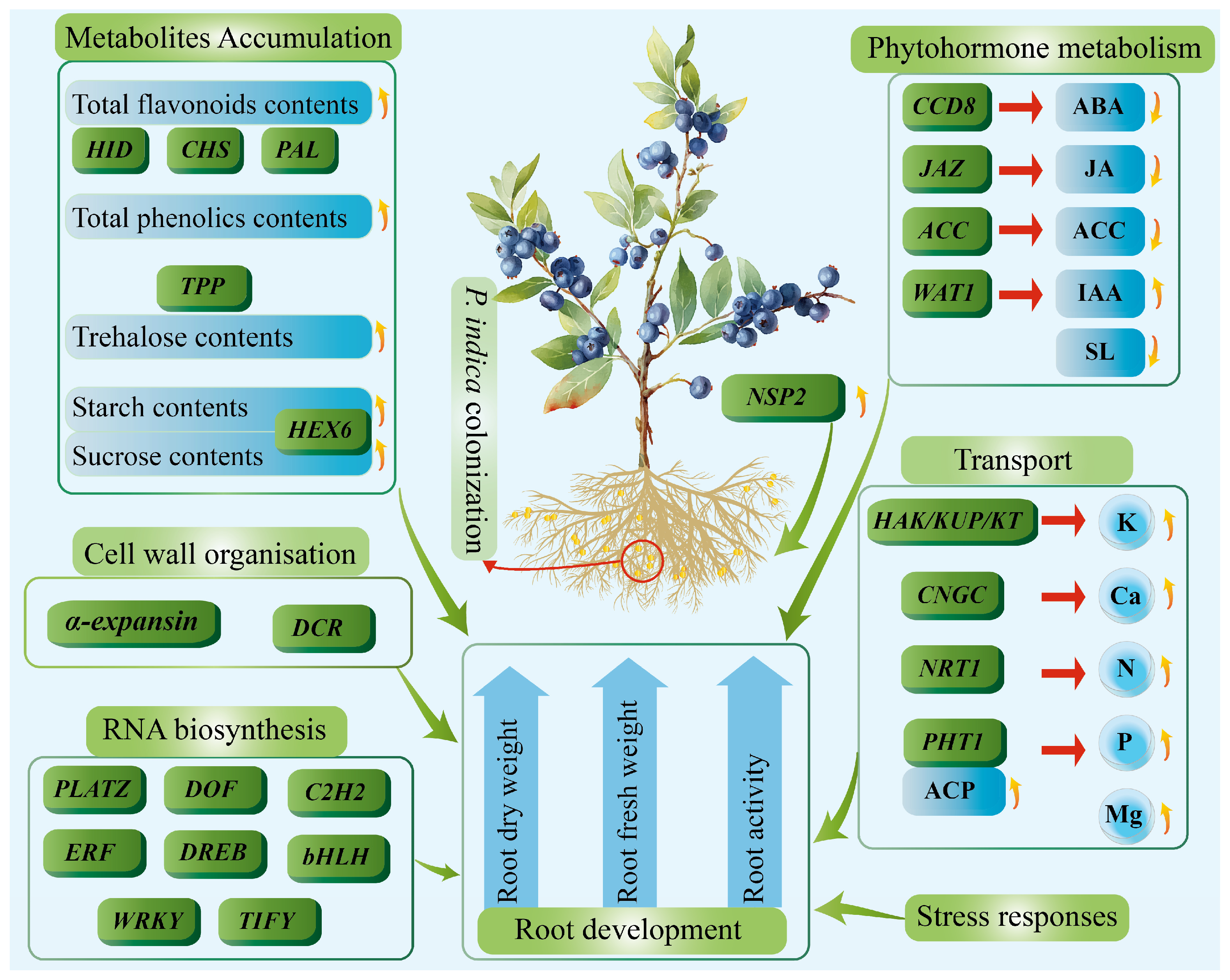 Plants 14 03646 g006 Plants 14 03646 g006