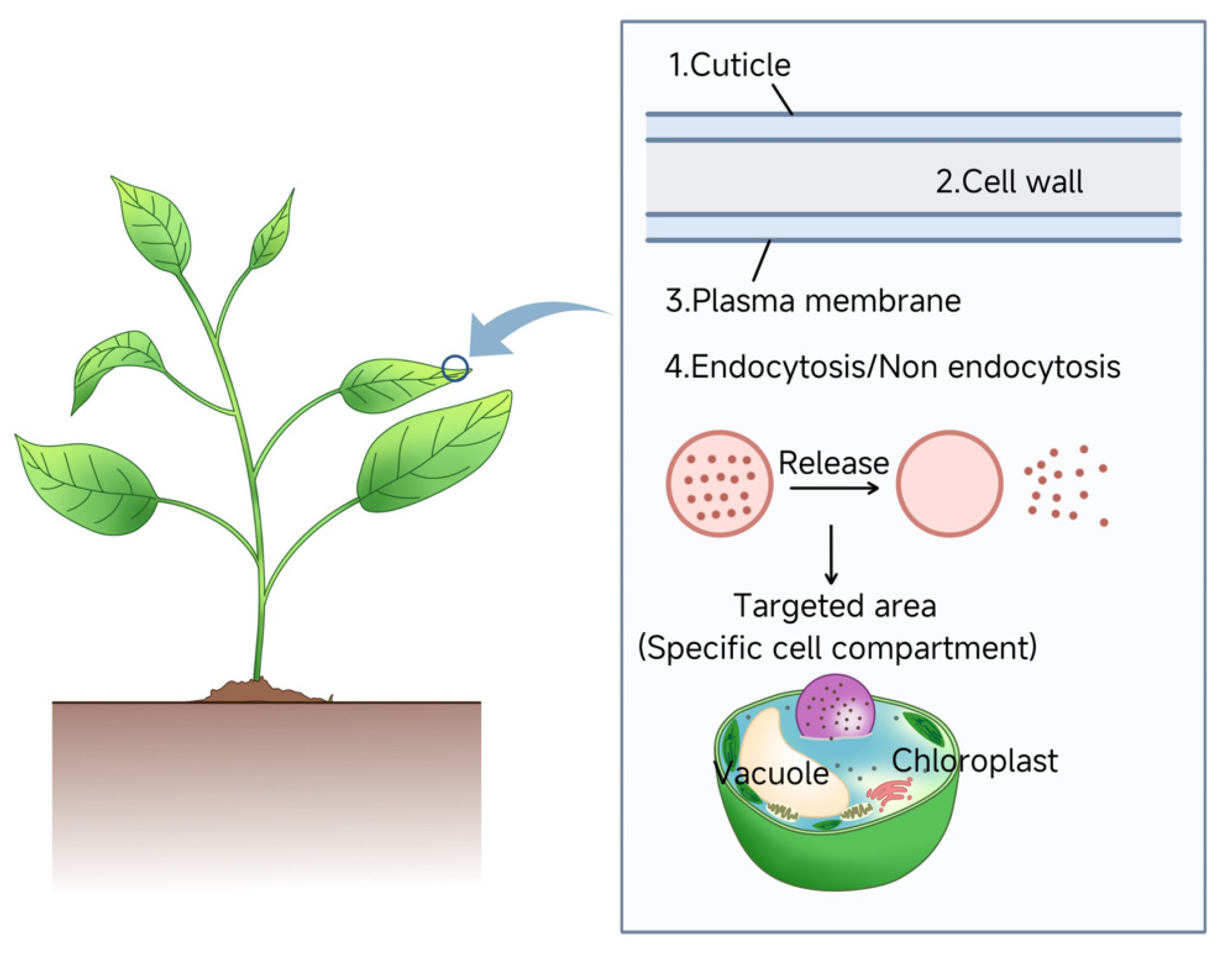 Plants 14 03649 g003 Plants 14 03649 g003