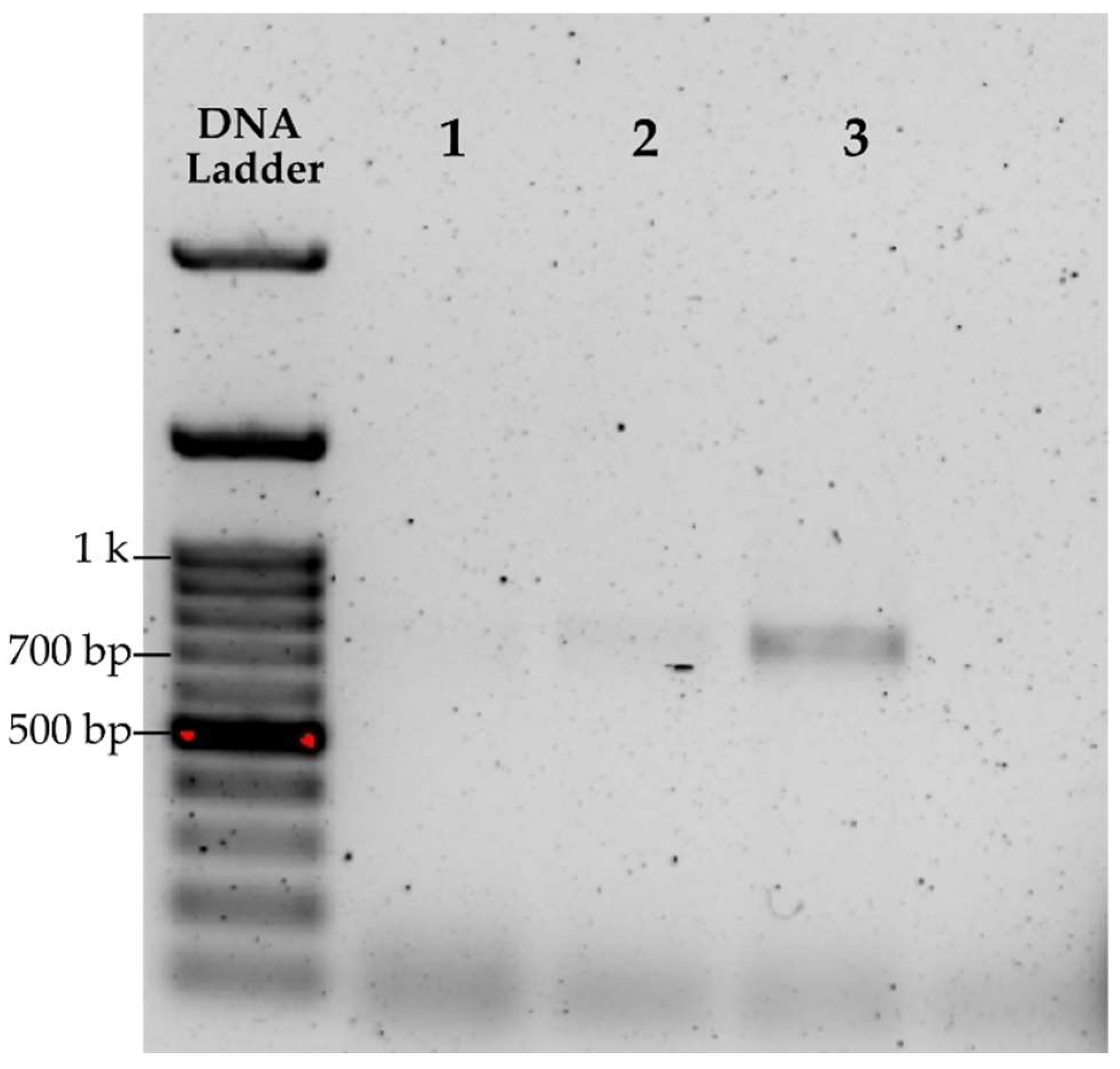 Plants 14 03652 g001 Plants 14 03652 g001