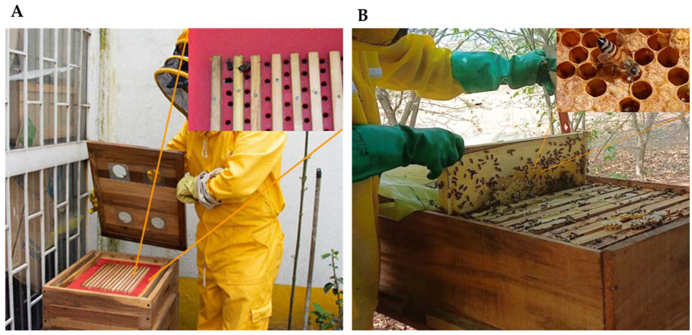 Plants 14 03652 g006 Plants 14 03652 g006