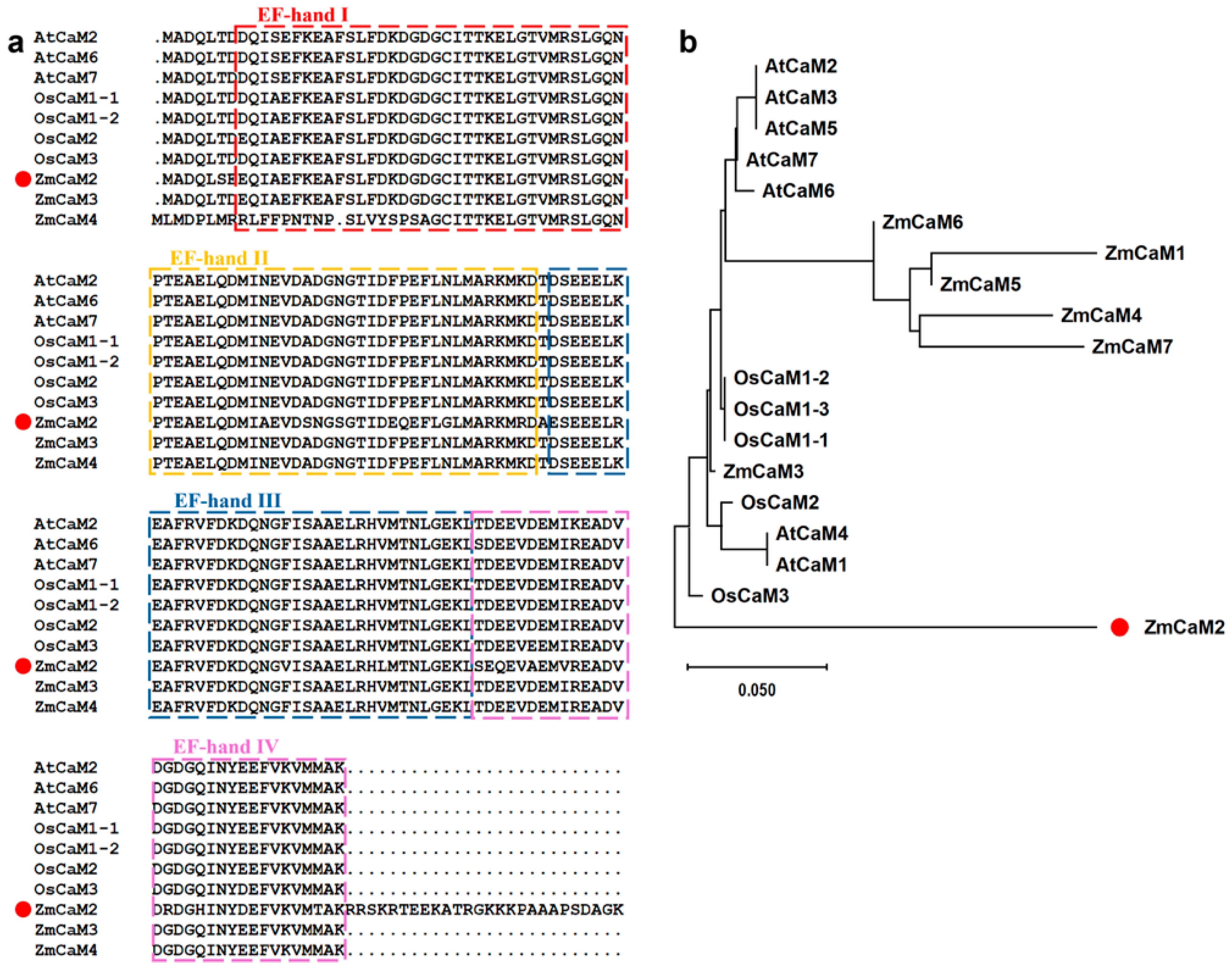 Plants 14 03656 g001