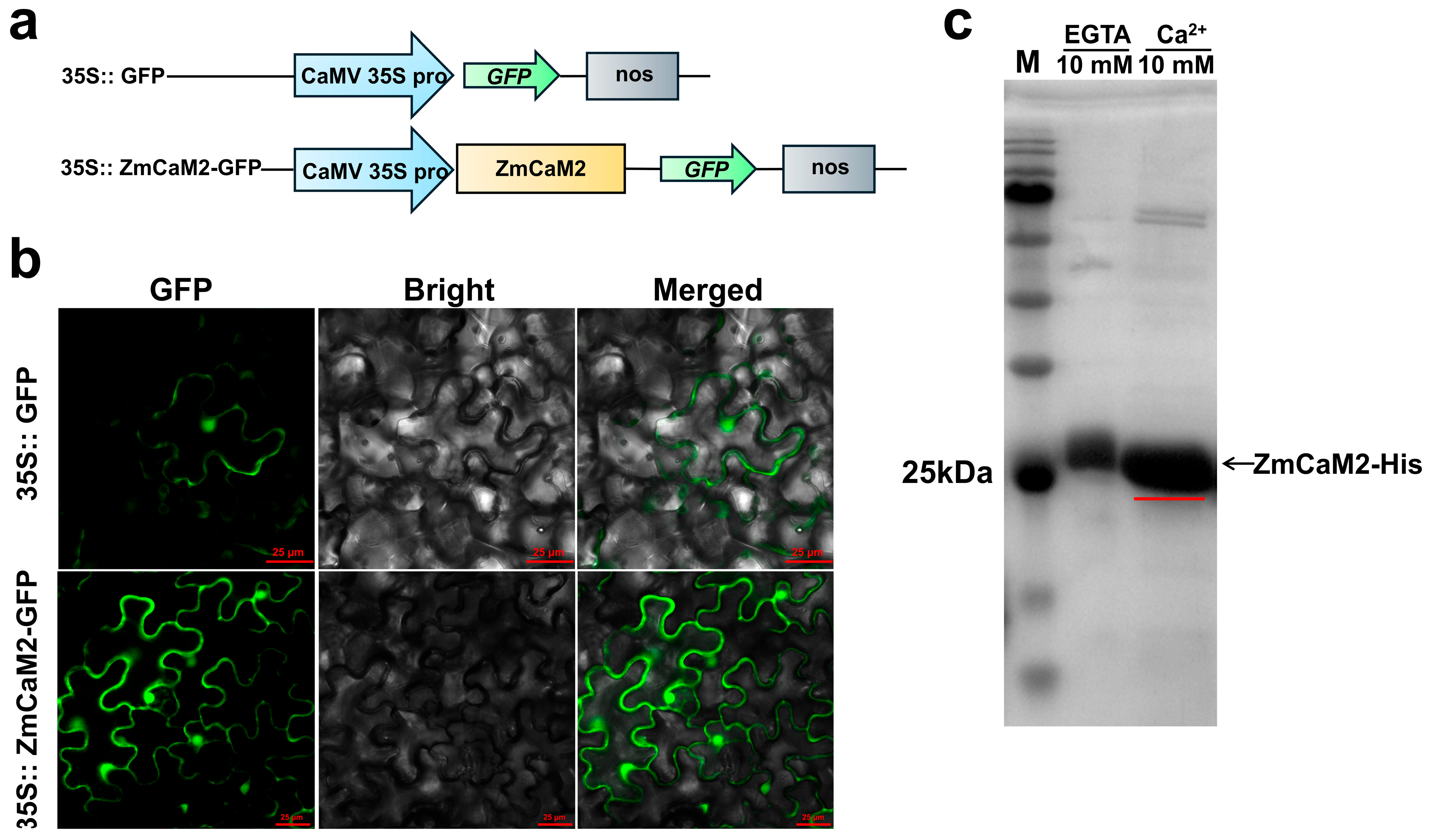 Plants 14 03656 g003