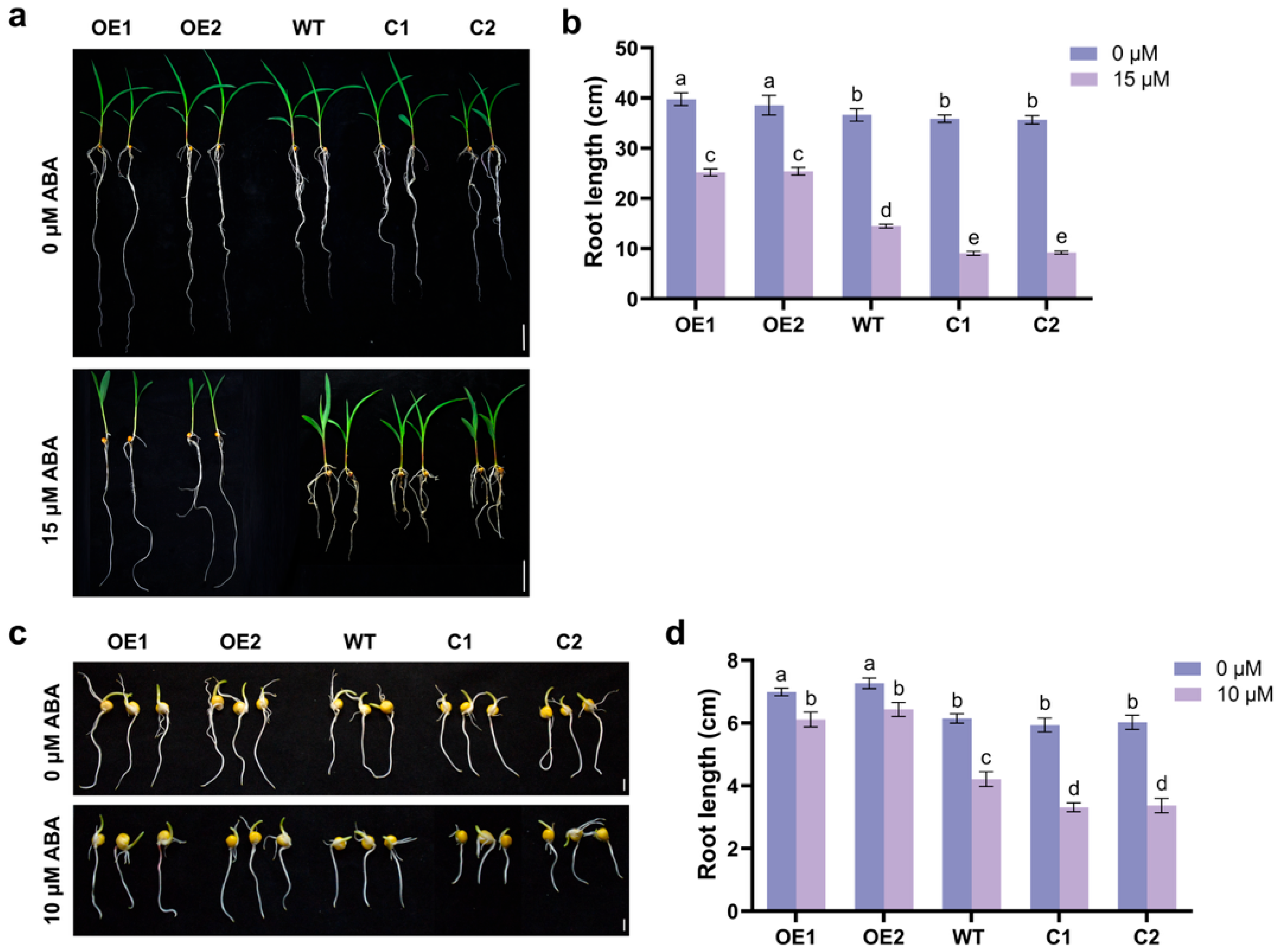 Plants 14 03656 g006
