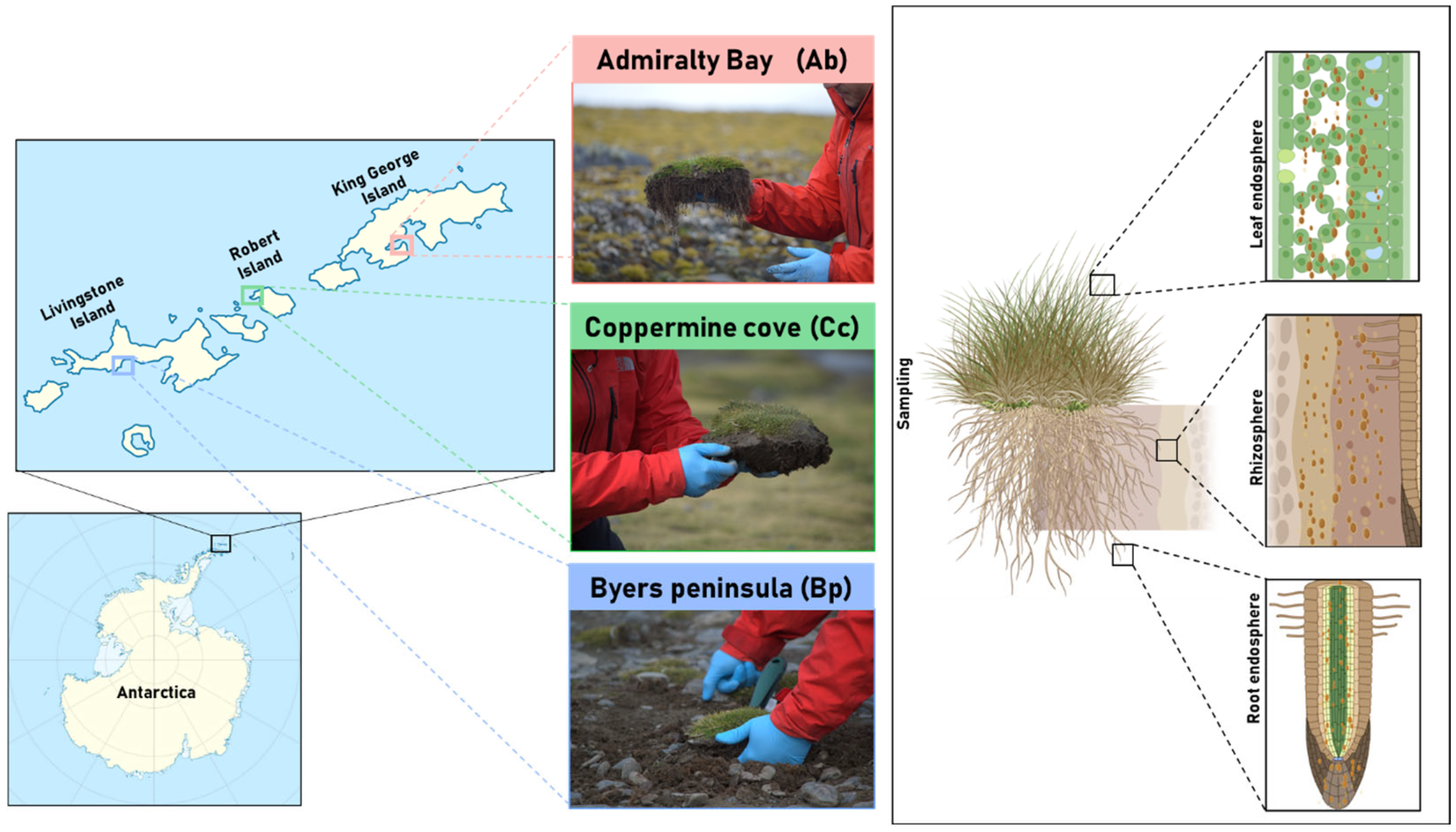 Plants 14 03657 g005 Plants 14 03657 g005