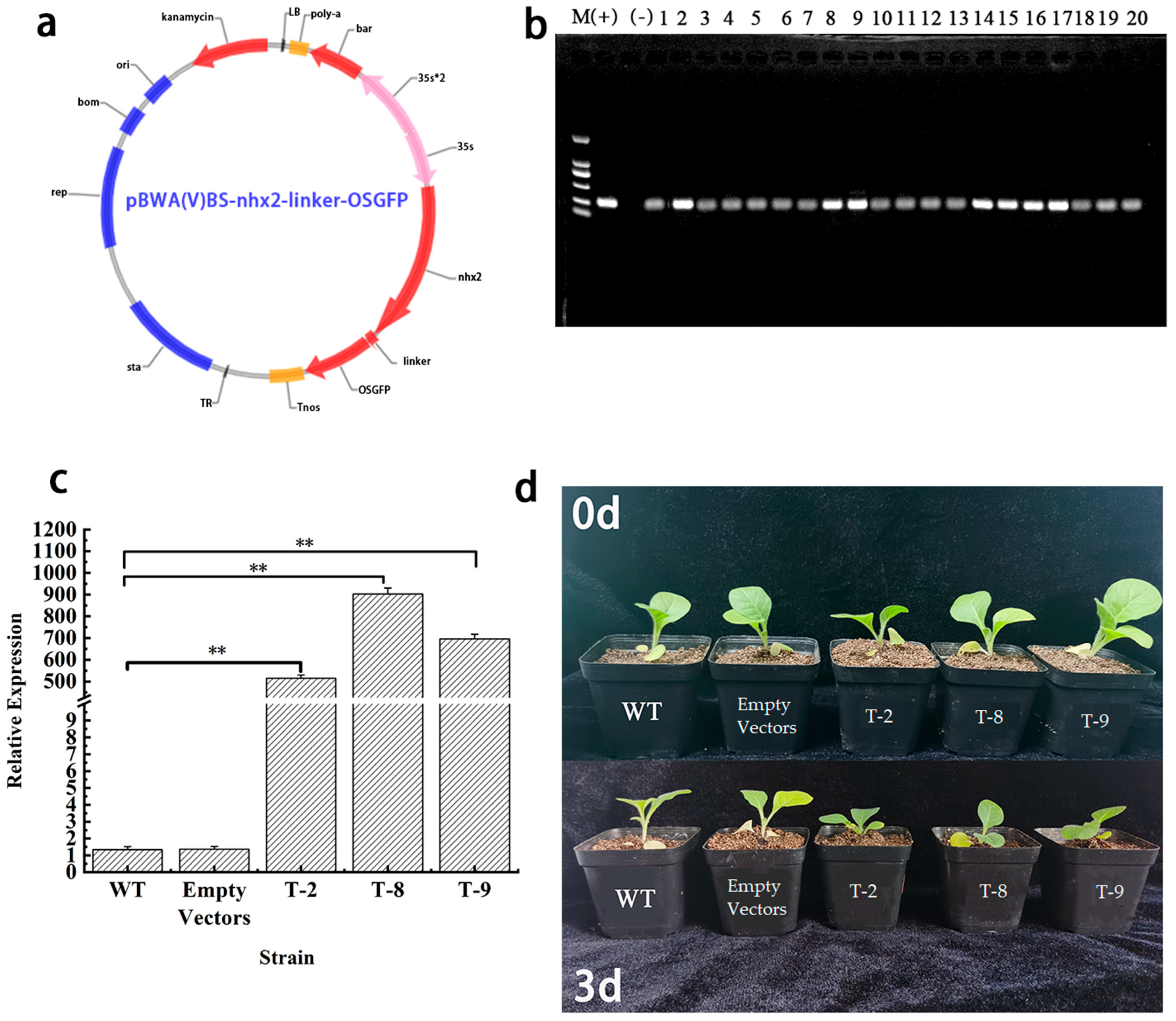 Plants 14 03658 g004 Plants 14 03658 g004