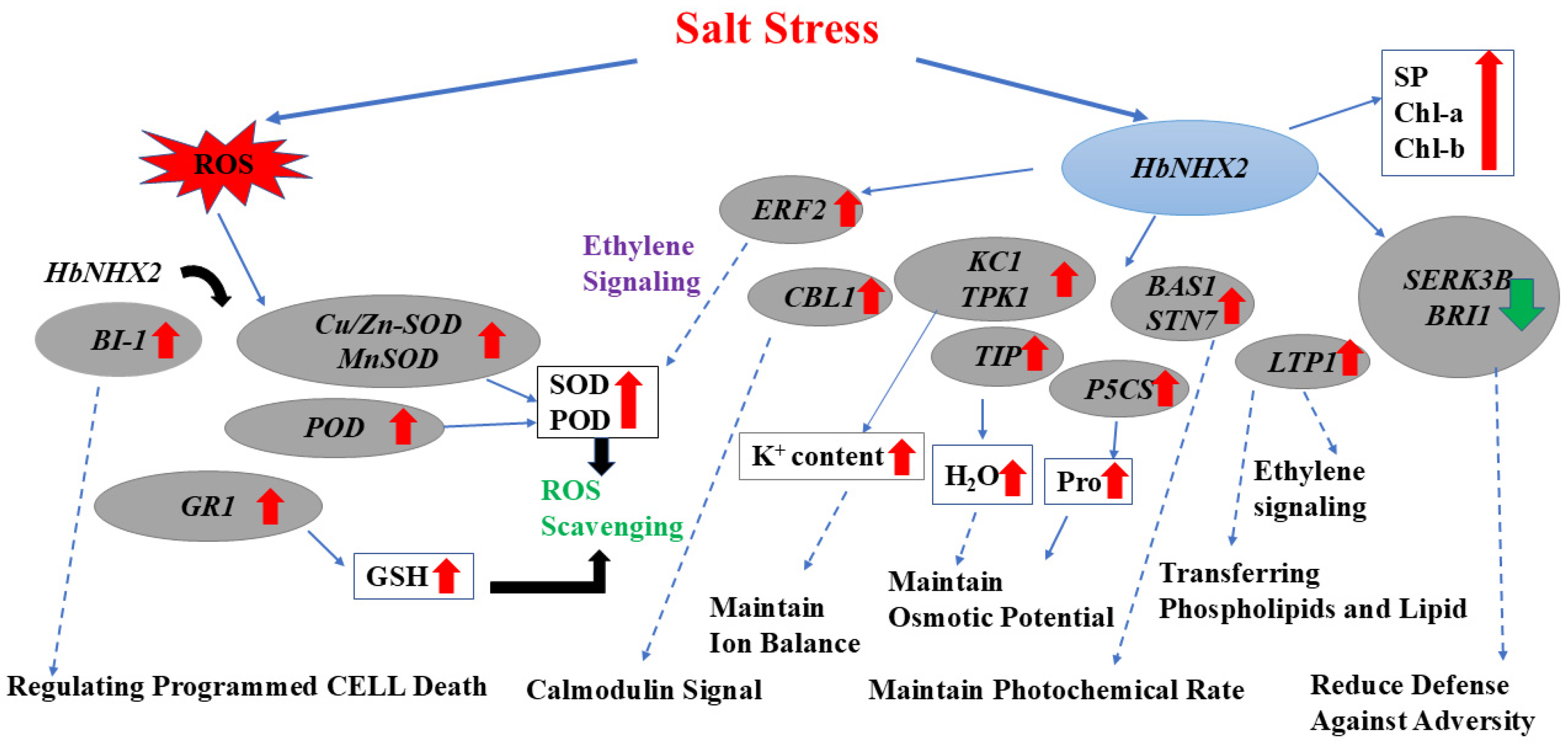 Plants 14 03658 g007 Plants 14 03658 g007