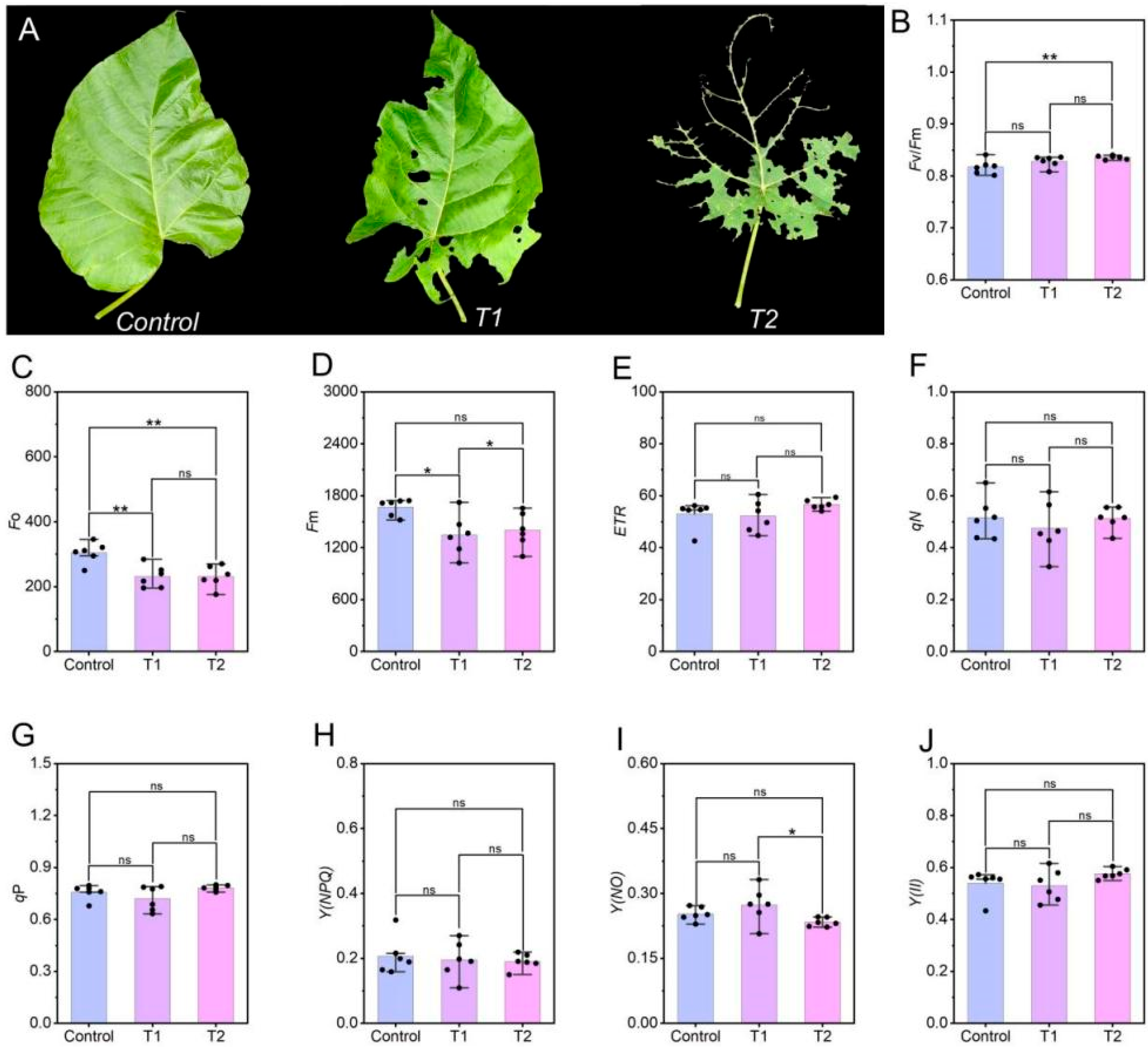 Plants 14 03659 g001