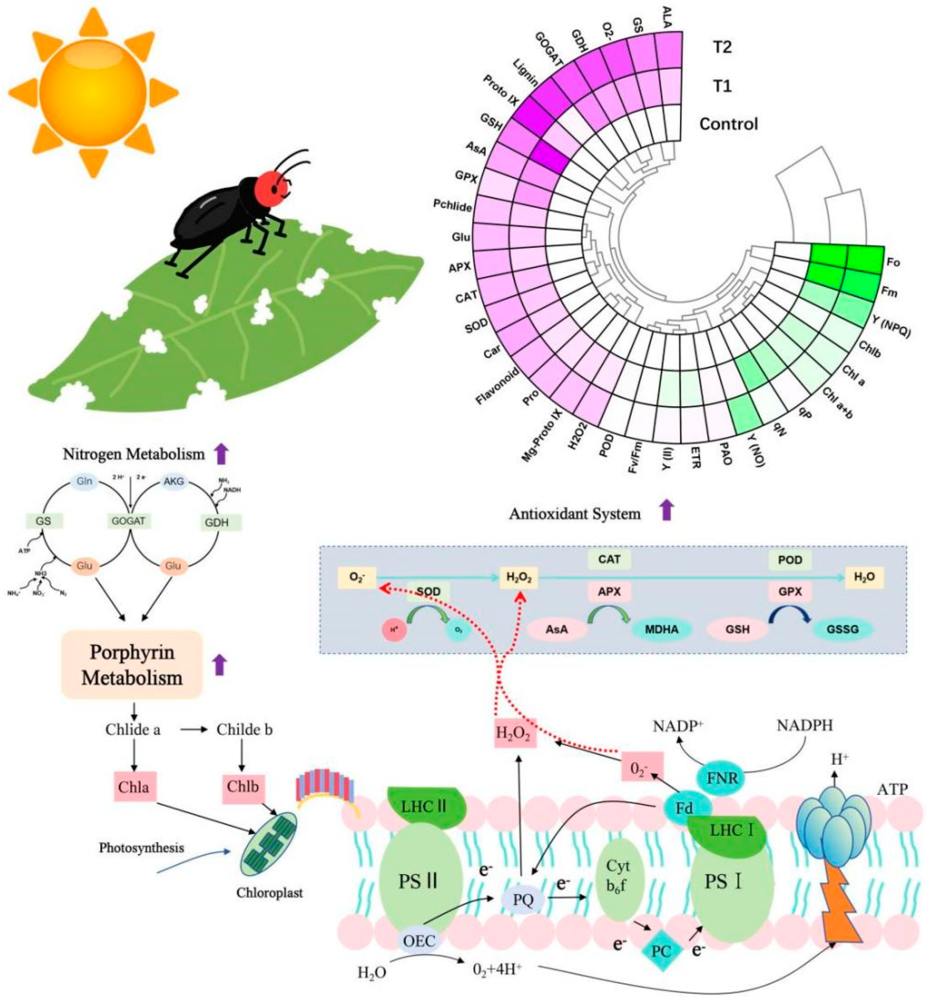 Plants 14 03659 g007