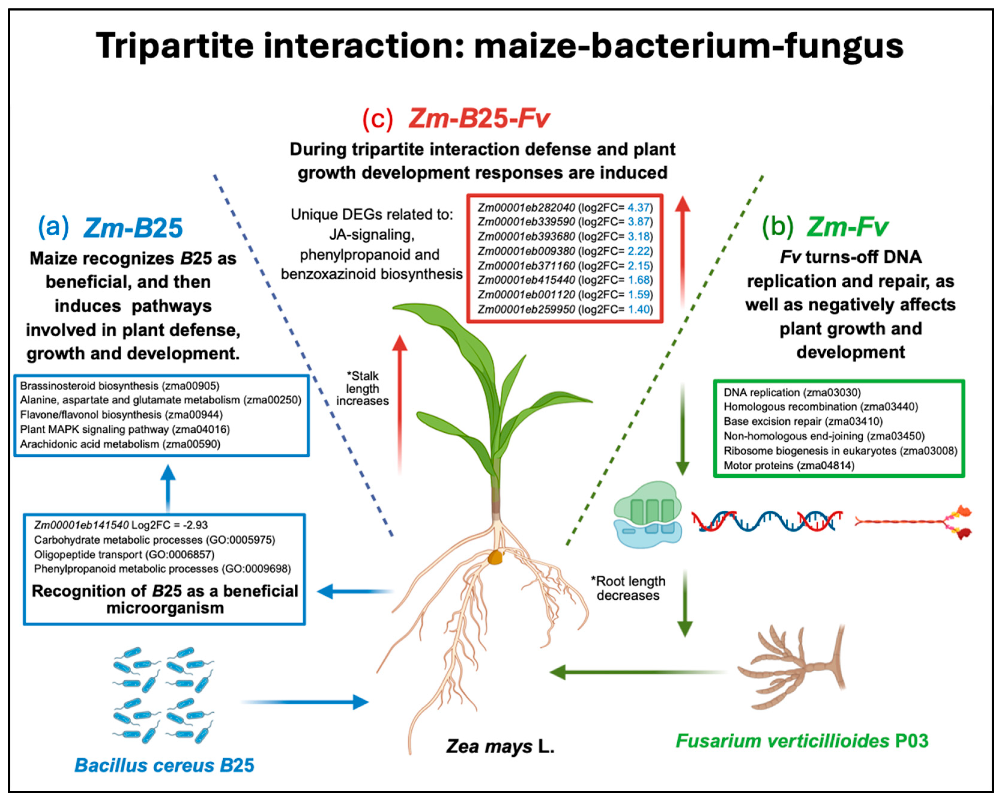 Plants 14 03661 g006 Plants 14 03661 g006