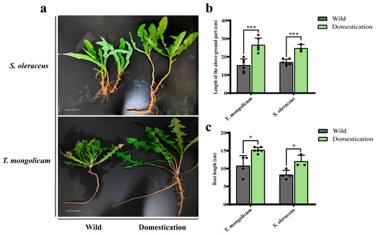 Artificial Domestication Enhances Bioactive Profiles and Antioxidant  Capacity in Two Wild Asteraceae Plants