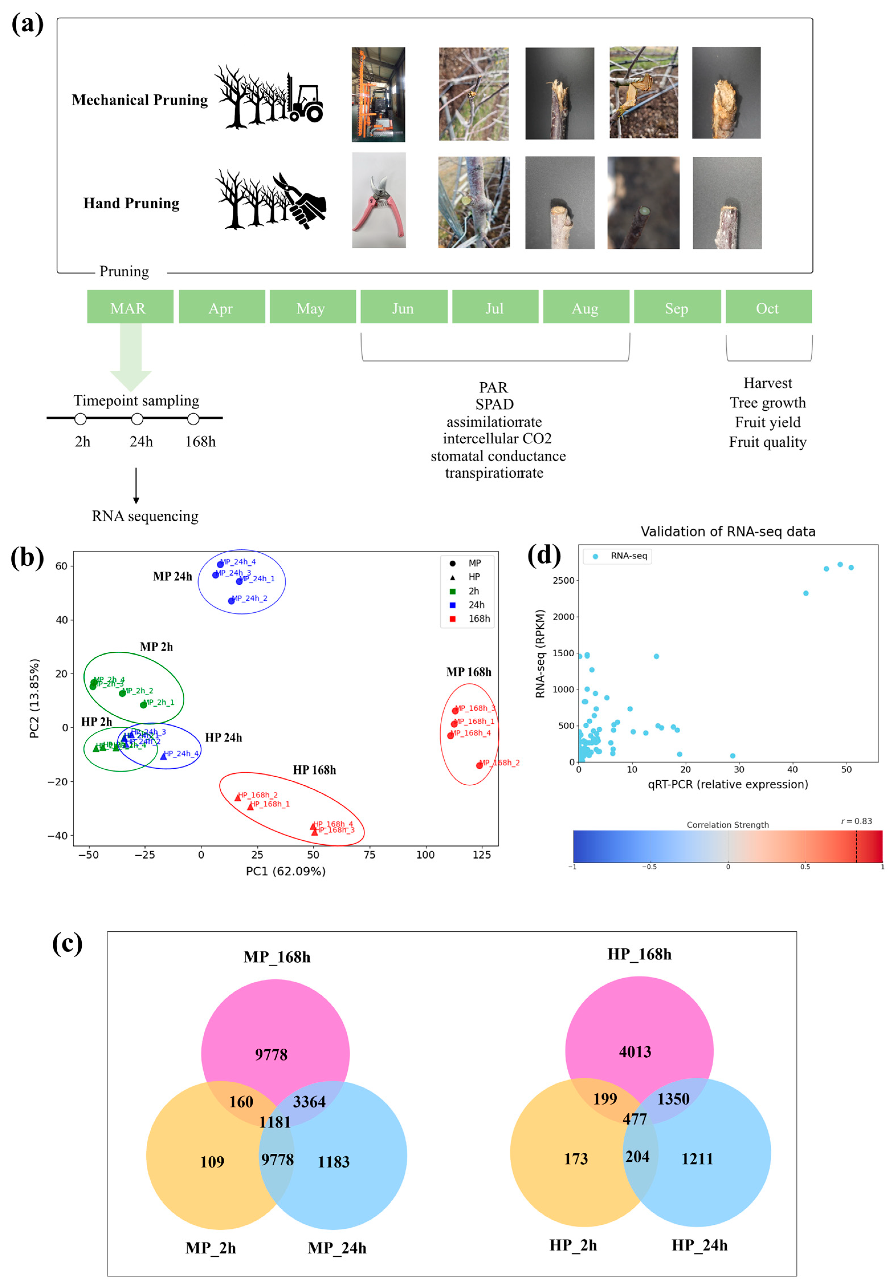 Plants 14 03663 g001