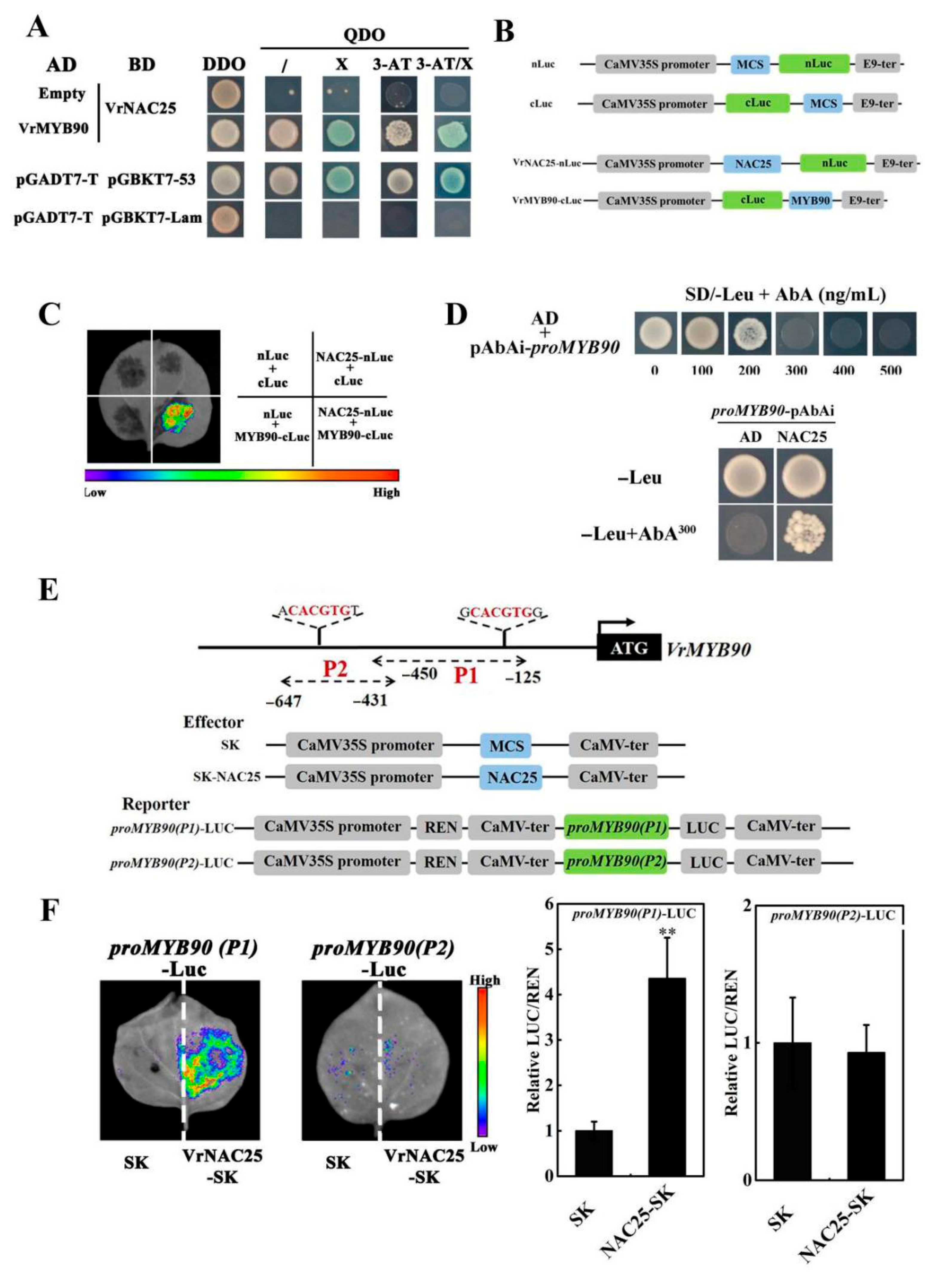 Plants 14 03667 g005