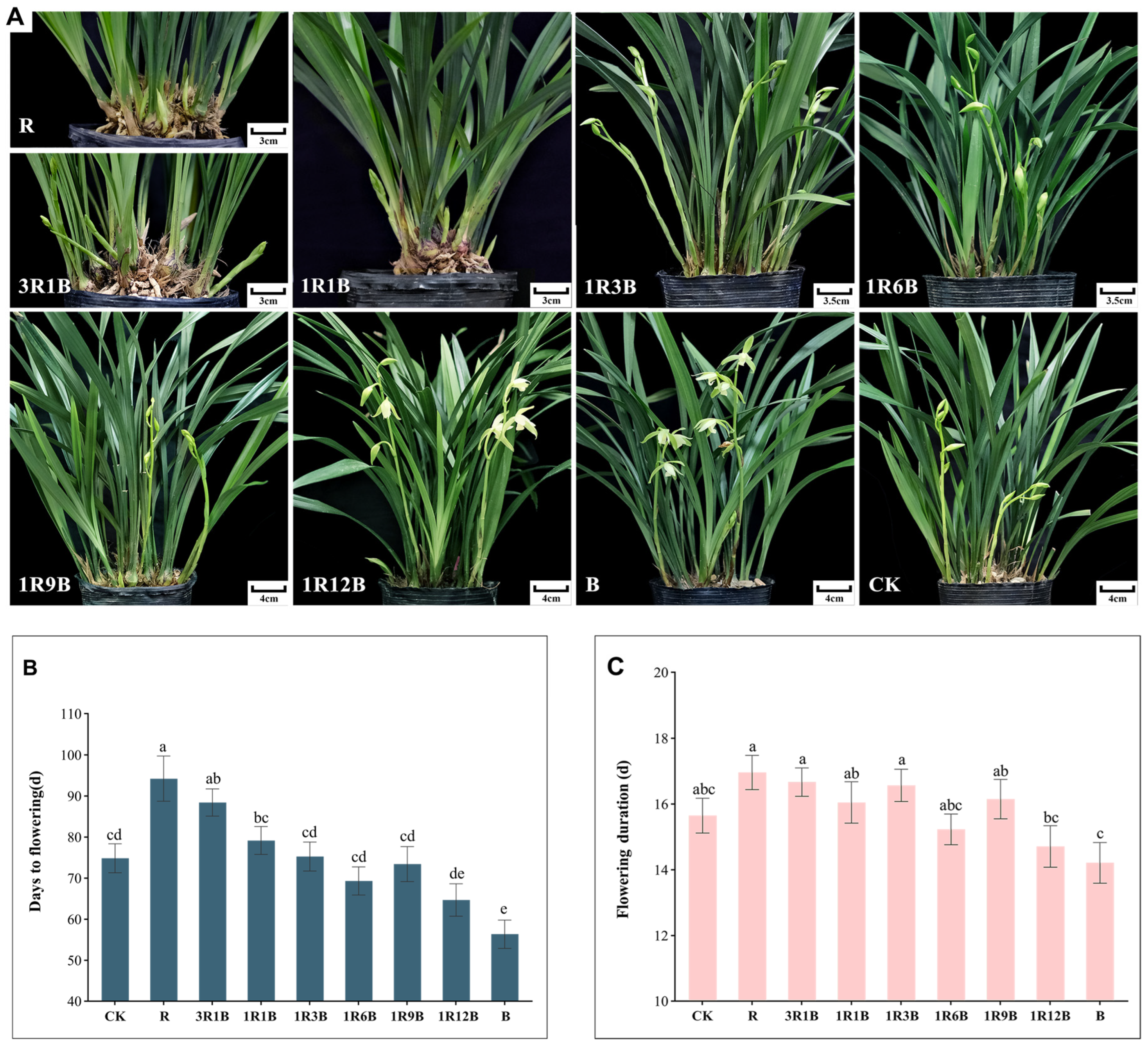 Plants 14 03670 g001 Plants 14 03670 g001