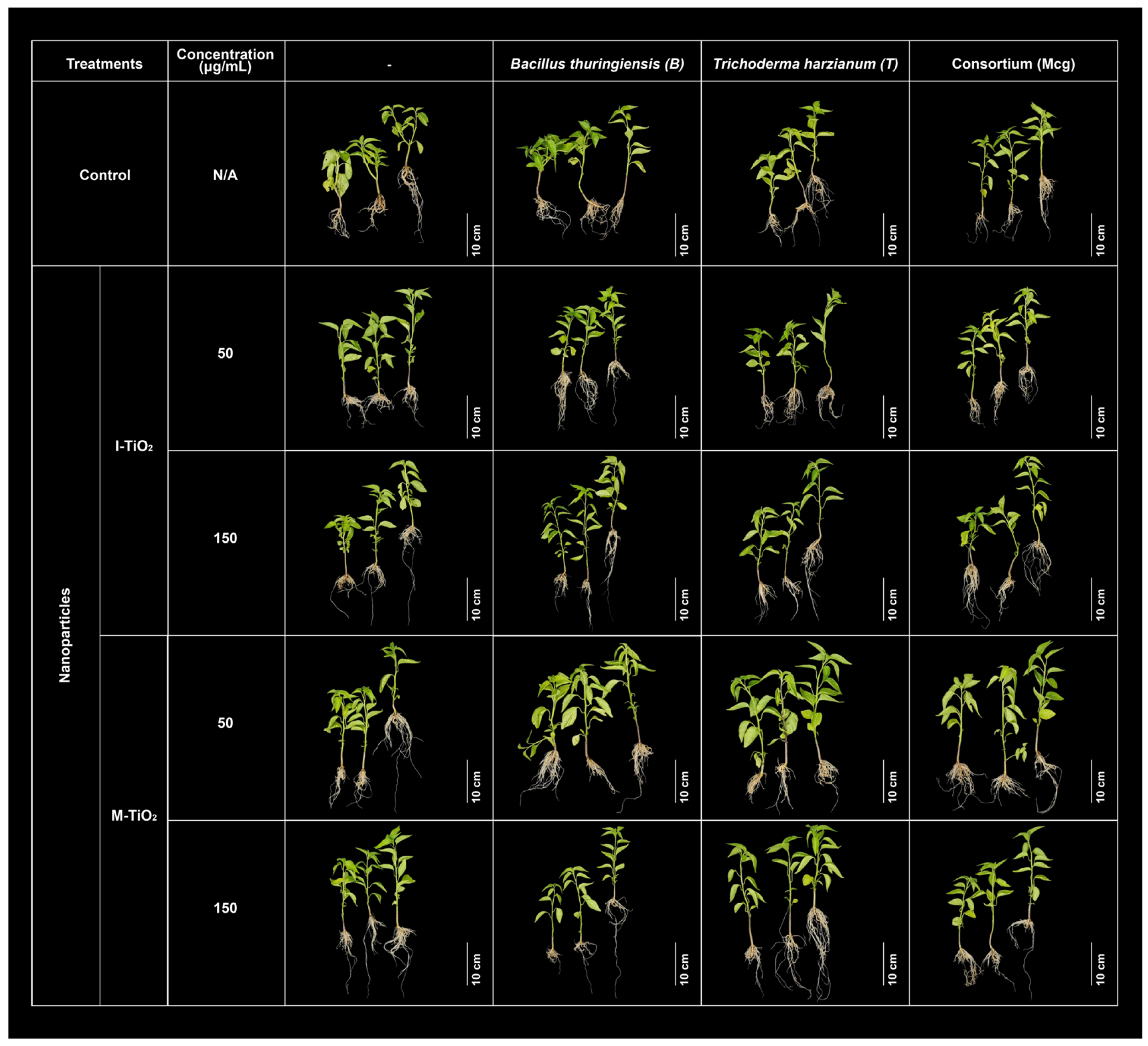Plants 14 03672 g005 Plants 14 03672 g005