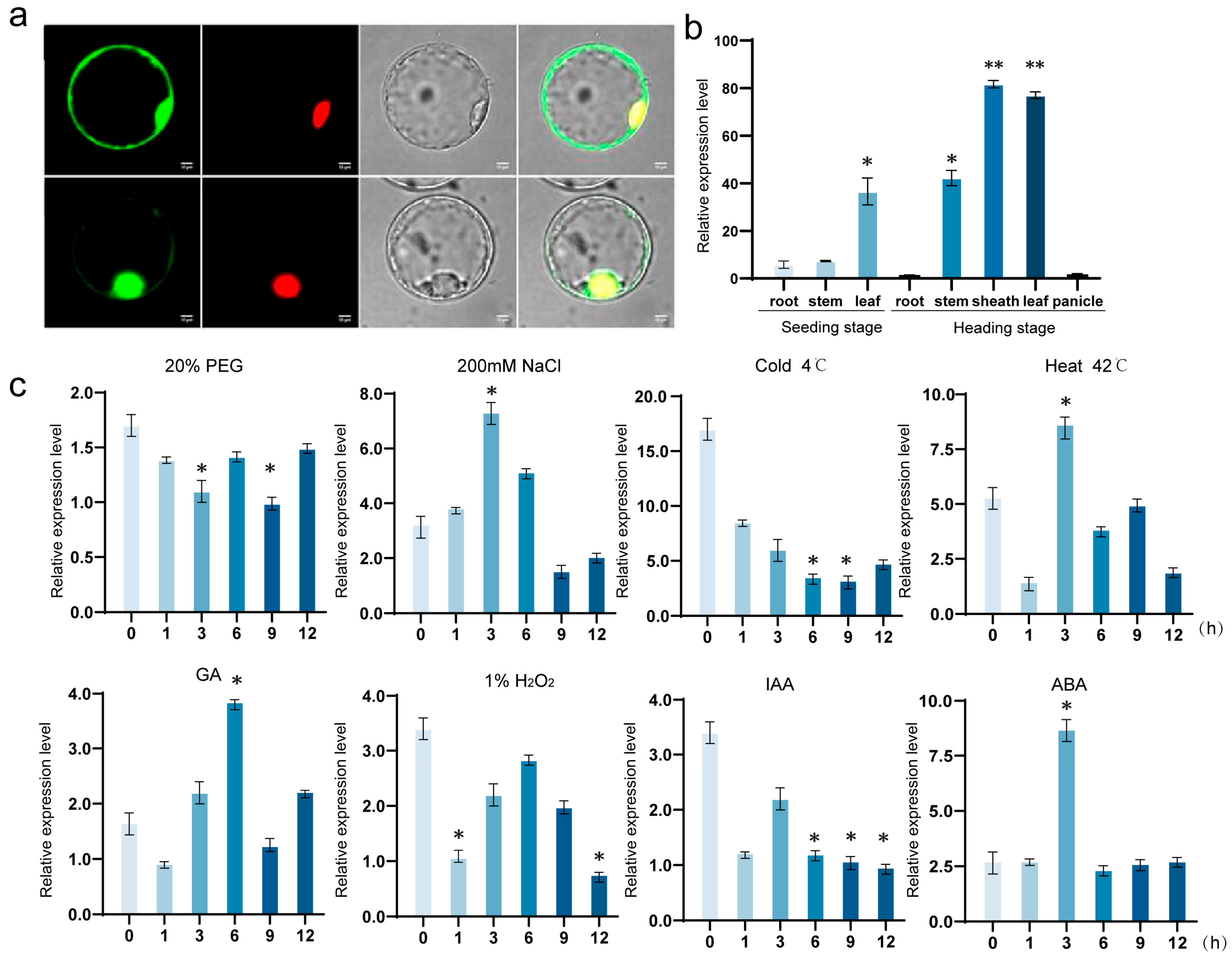 Plants 14 03673 g001