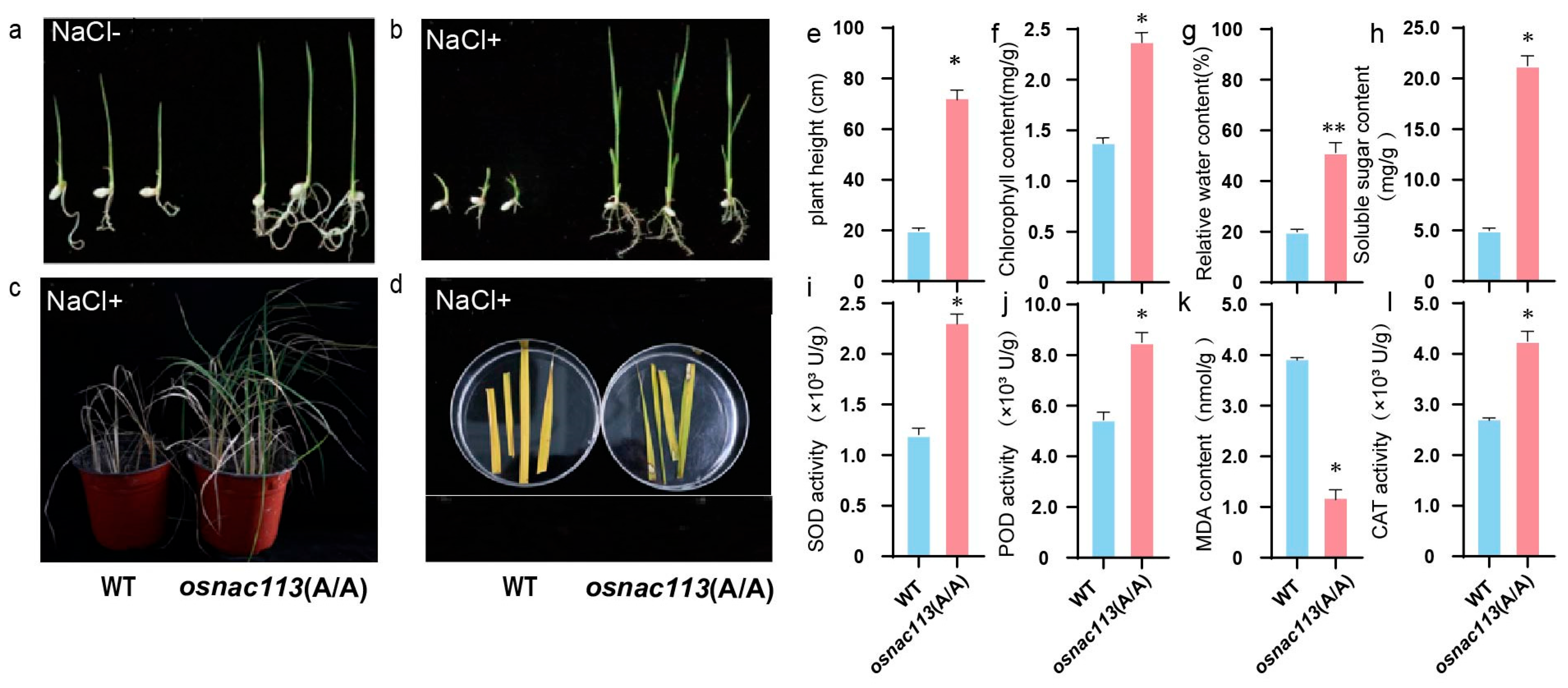 Plants 14 03673 g003
