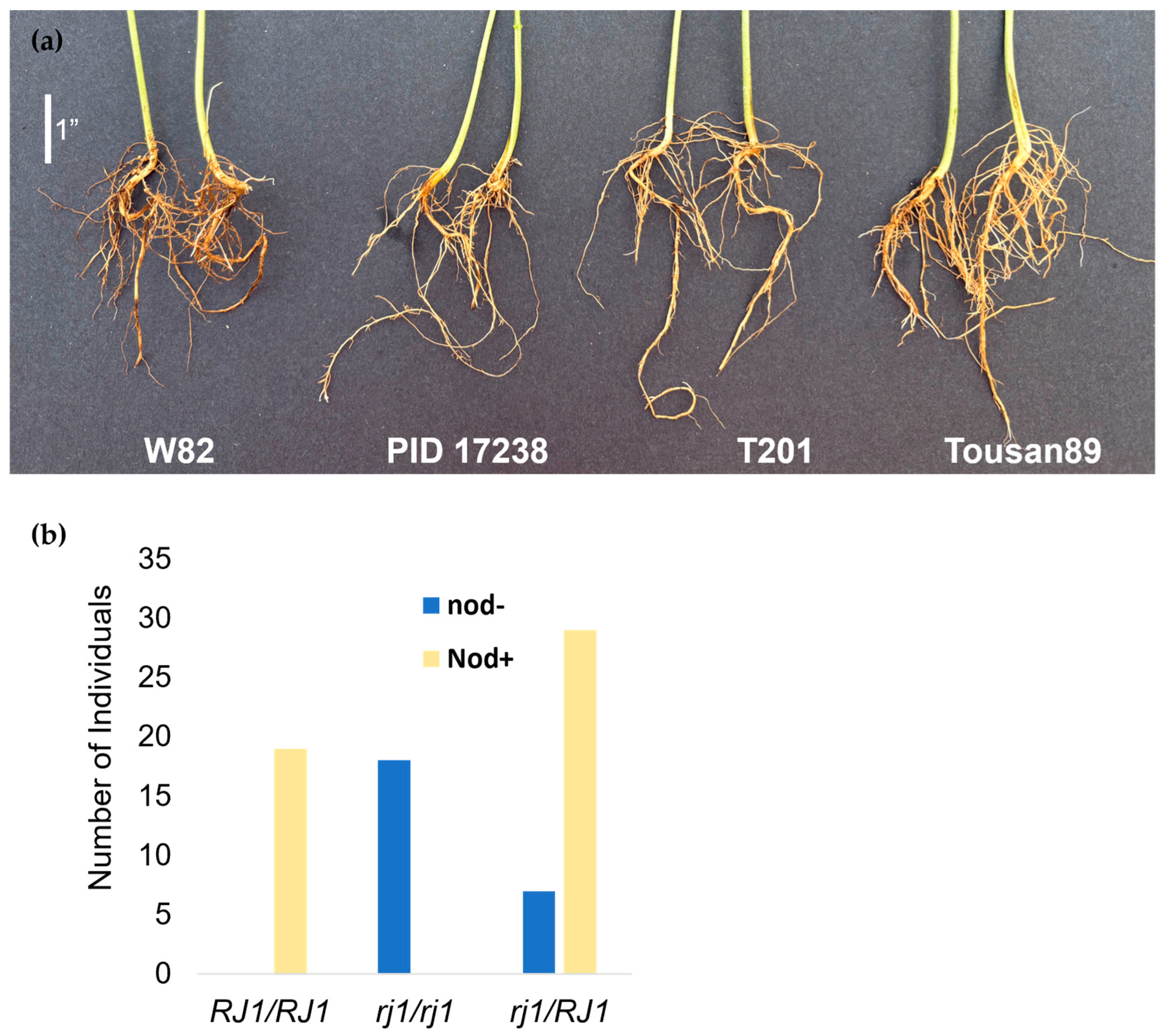 Plants 14 03676 g004