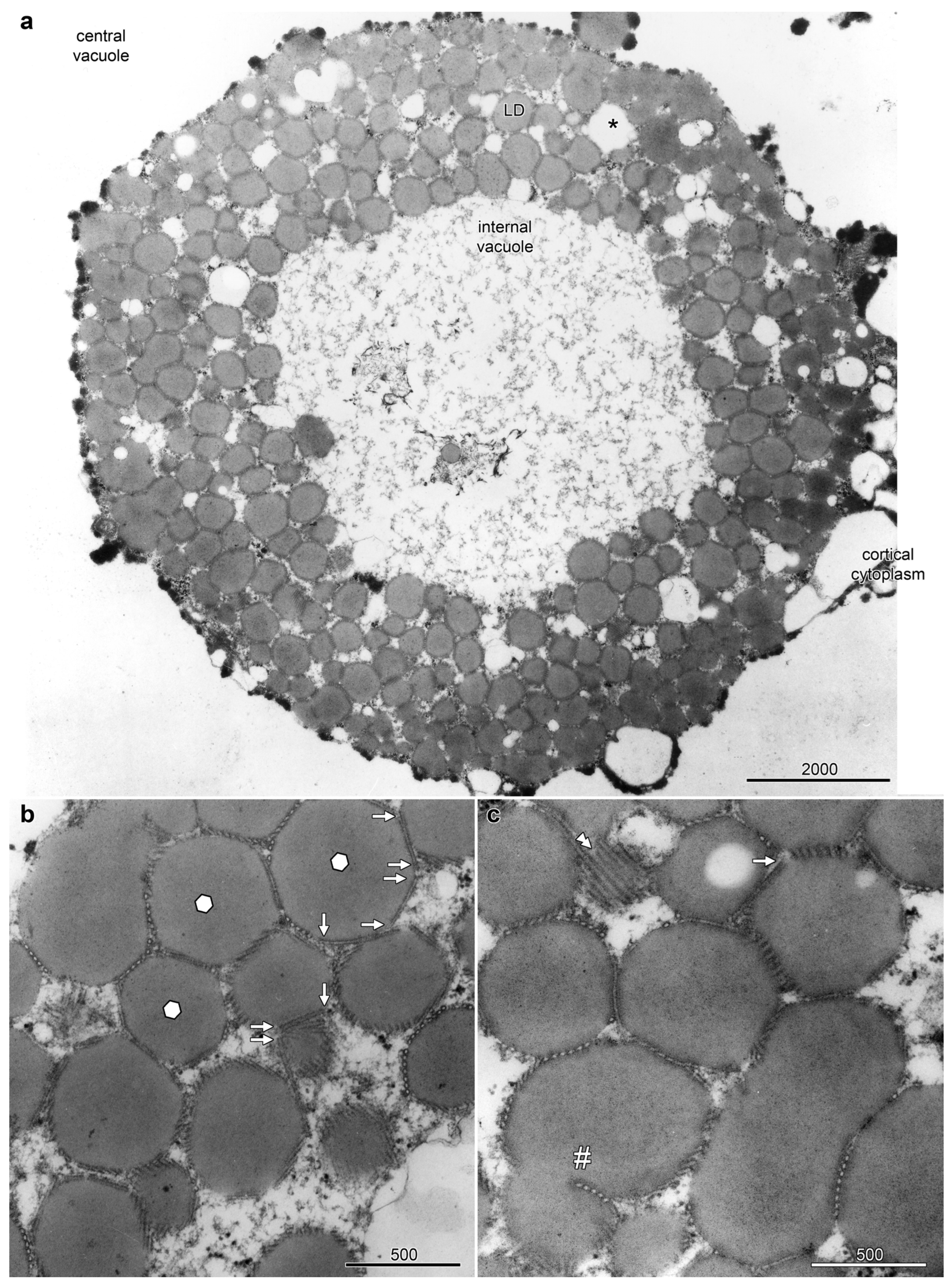 Plants 14 03677 g001