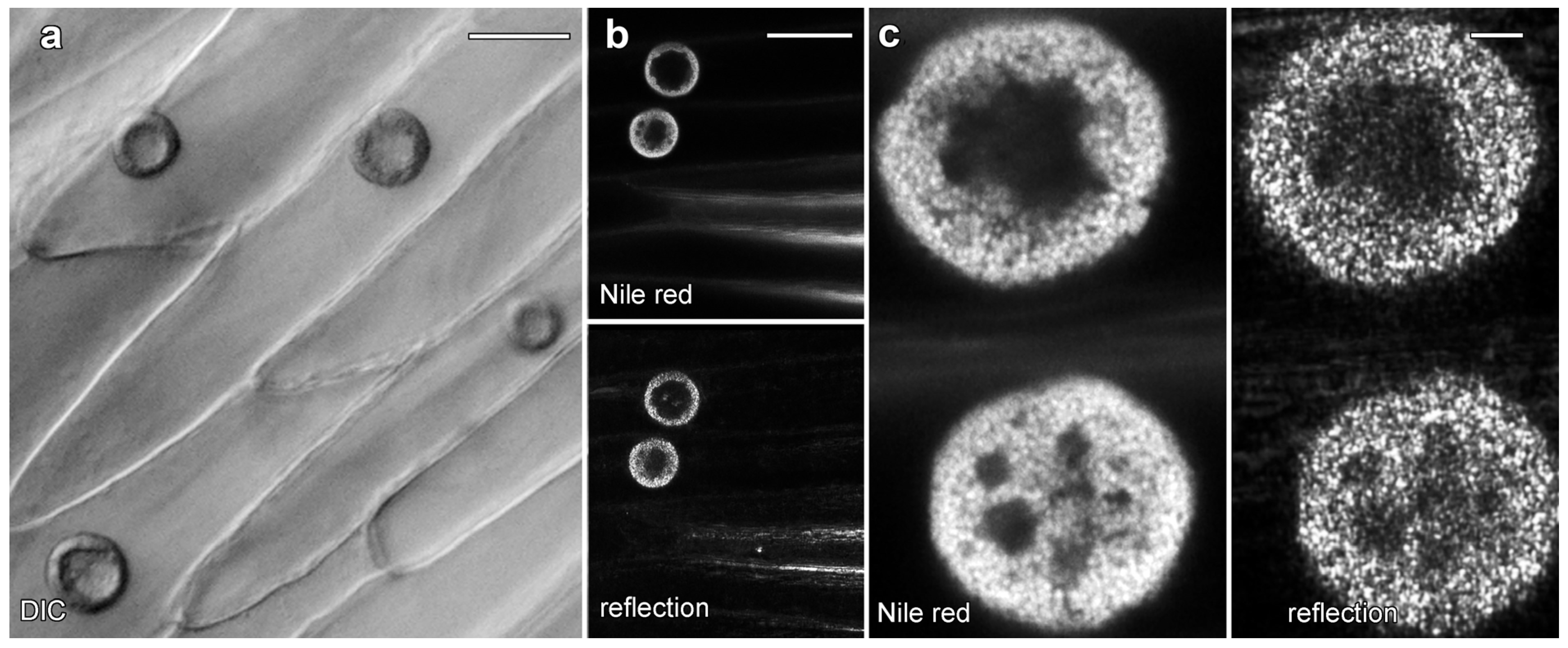 Plants 14 03677 g003