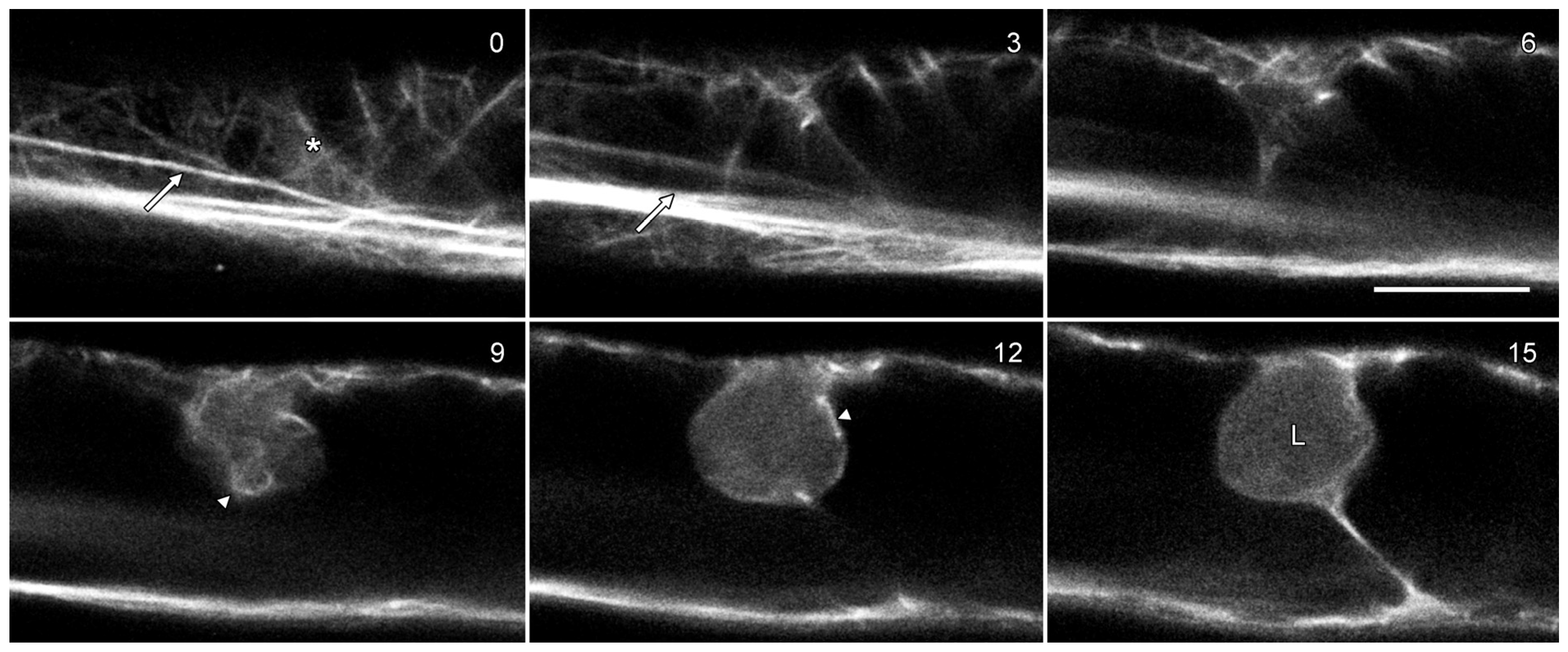 Plants 14 03677 g007