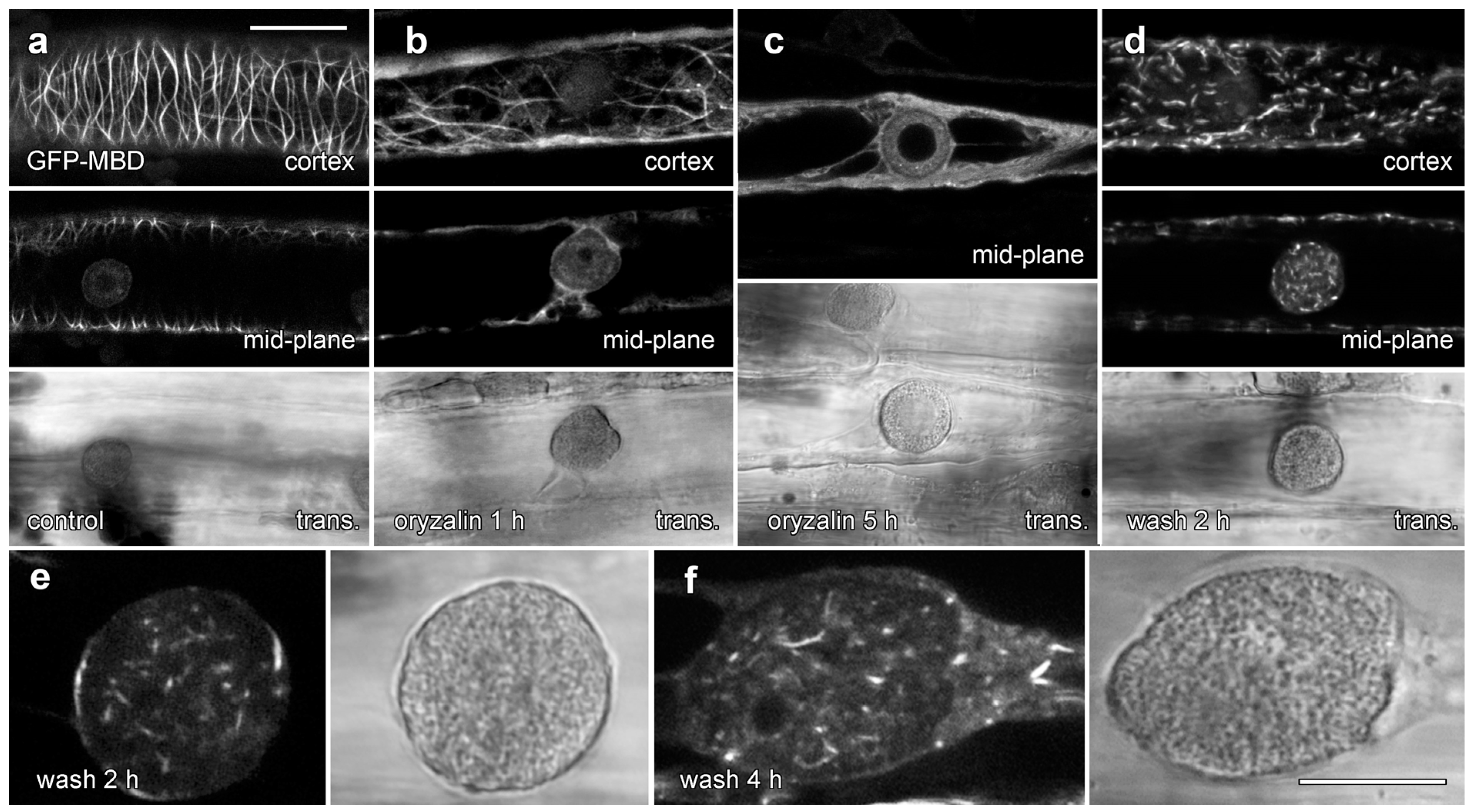 Plants 14 03677 g008