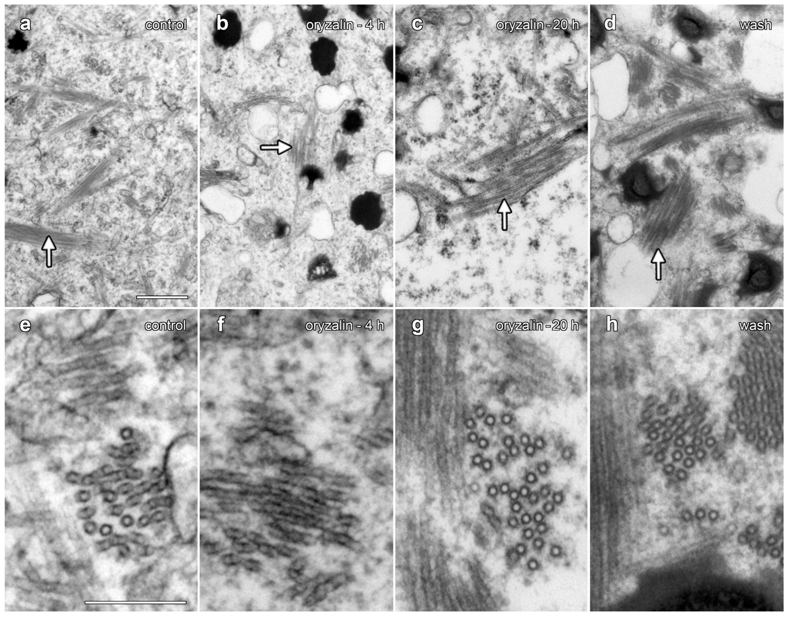 Plants 14 03677 g009