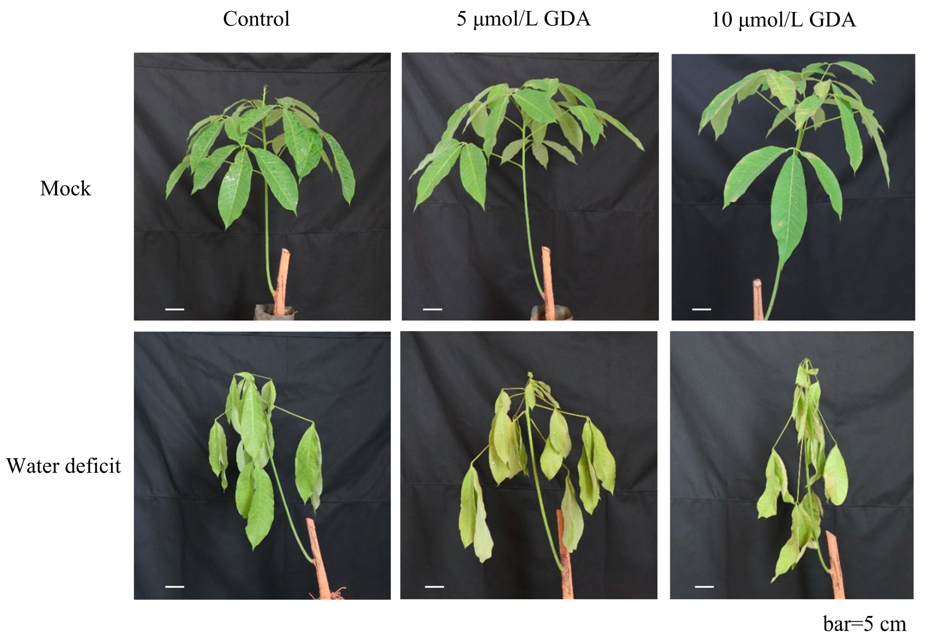 Plants 14 03679 g003