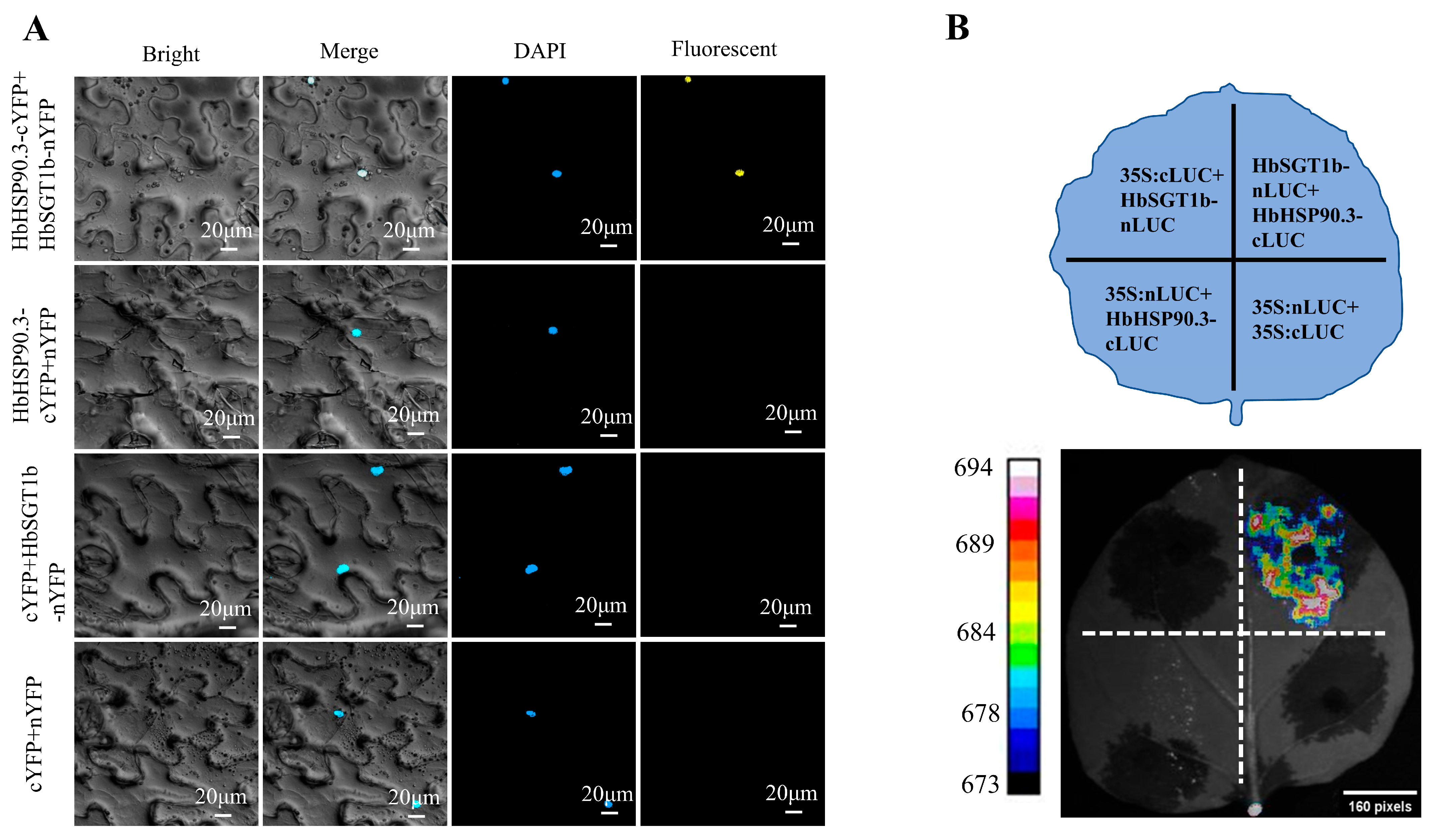 Plants 14 03679 g006