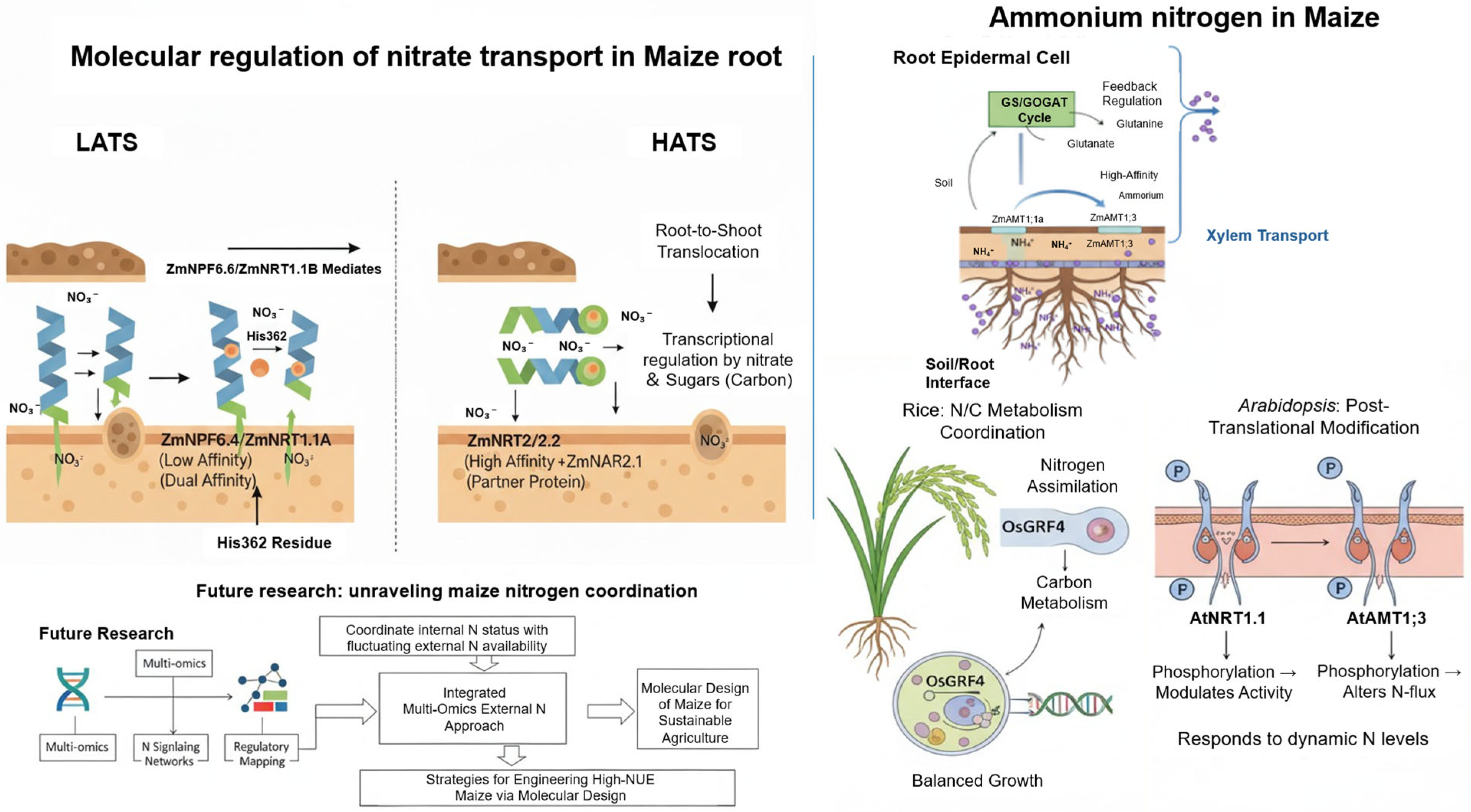 Plants 14 03680 g001