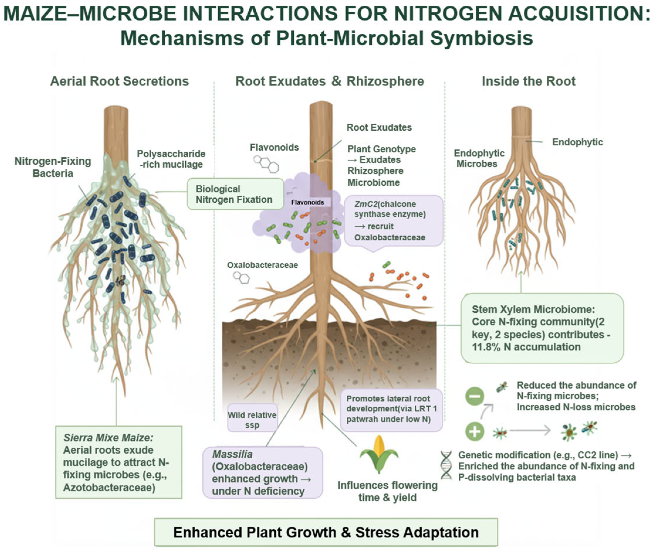Plants 14 03680 g002