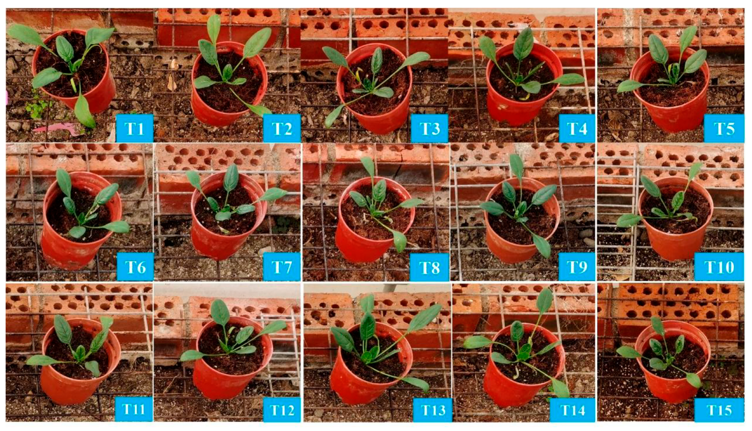 Plants 14 03681 g001